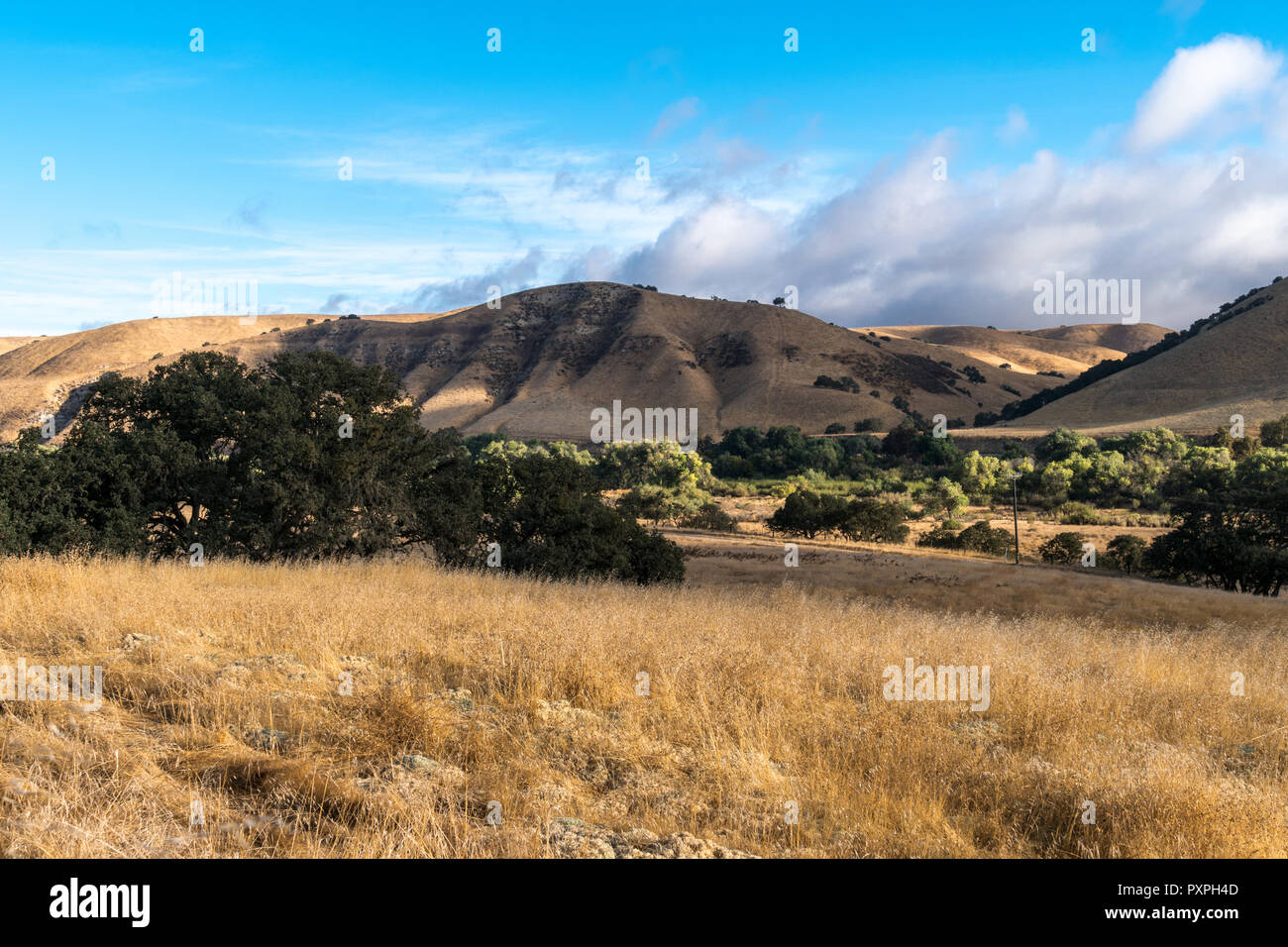 Am frühen Morgen Licht auf den Ausläufern und trockene Gräser in Monterey County, Kalifornien, in der Nähe des Highway 101 Interstate Stockfoto