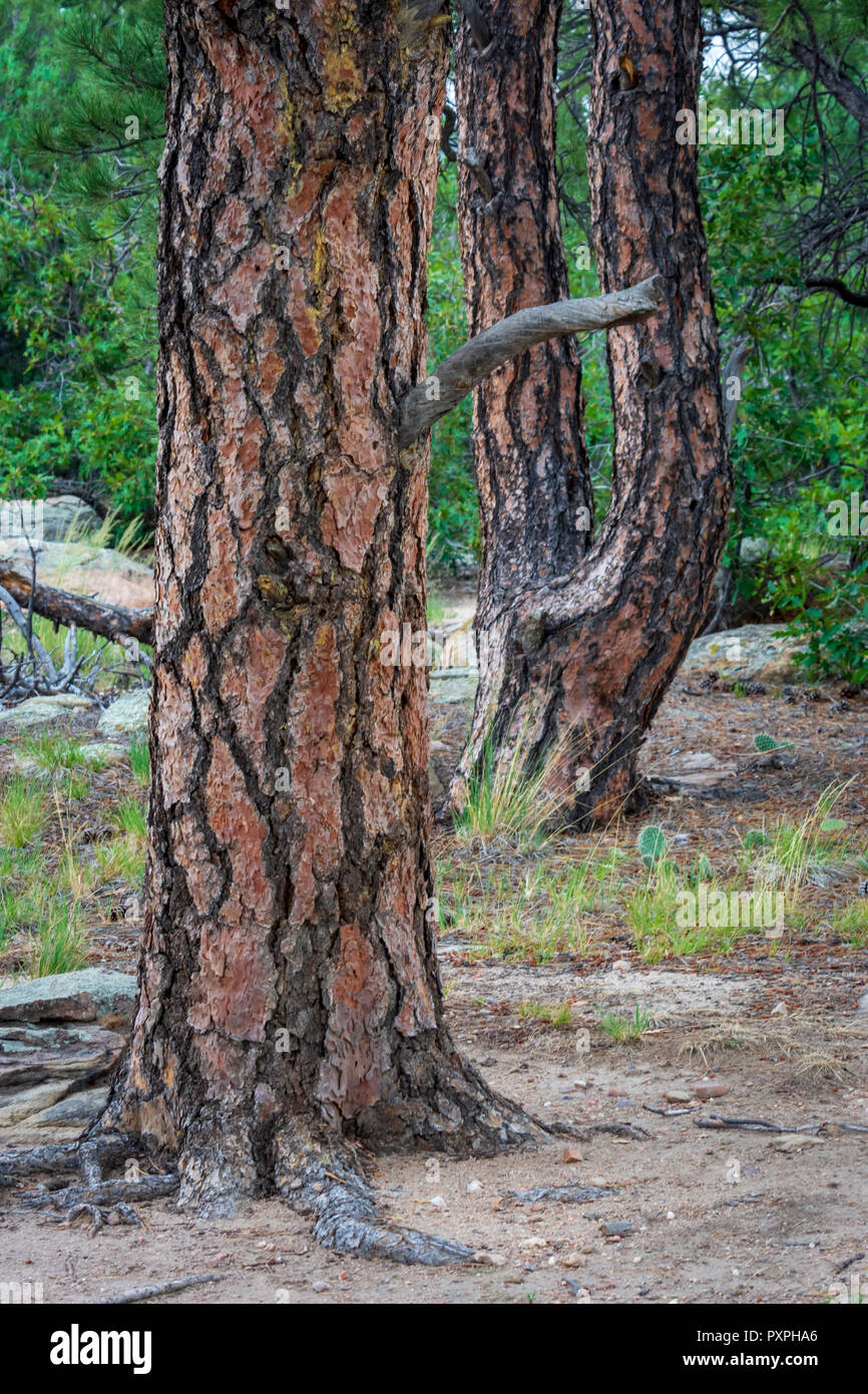Detail der Ponderosa Pine Tree Rinde und Wurzeln, Gateway Mesa Open Space Park, Castle Rock Colorado USA. Foto im August getroffen. Stockfoto