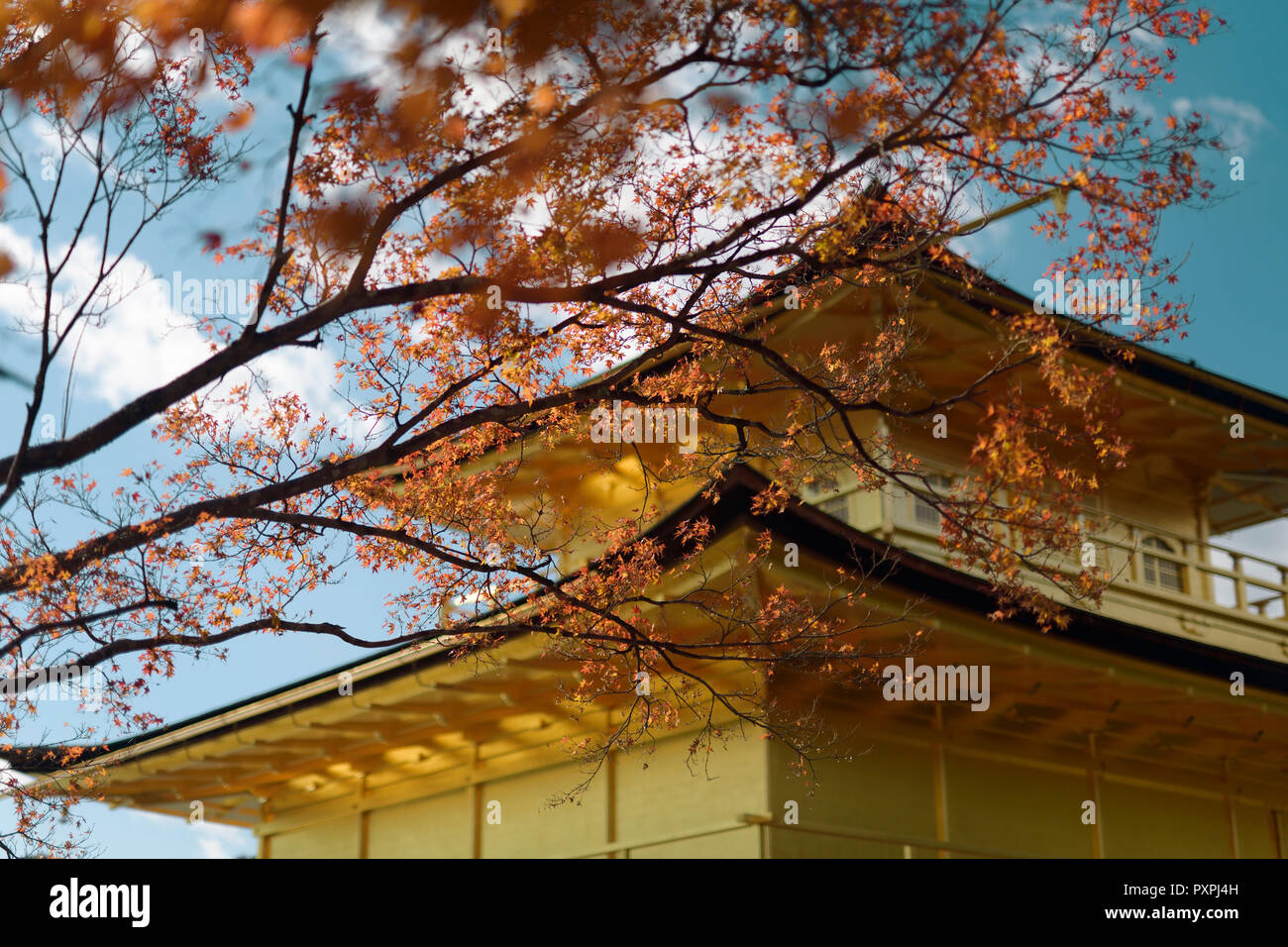 Kinkaku-ji, Rokuon-ji, Tempel des Goldenen Pavillon hinter roten Herbst Ahorn Blätter in Kyoto, Japan. Stockfoto