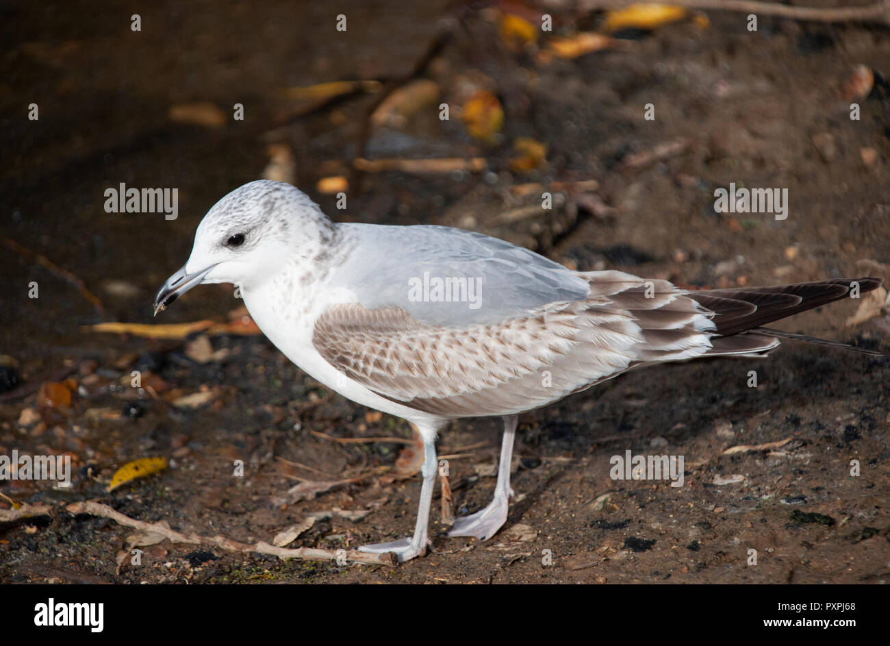 Erste Wintergemeine Möwe, Larus Canus, am Boden, Brent Reservoir oder Welsh Harp Reservoir, Brent, London, Vereinigtes Königreich Stockfoto