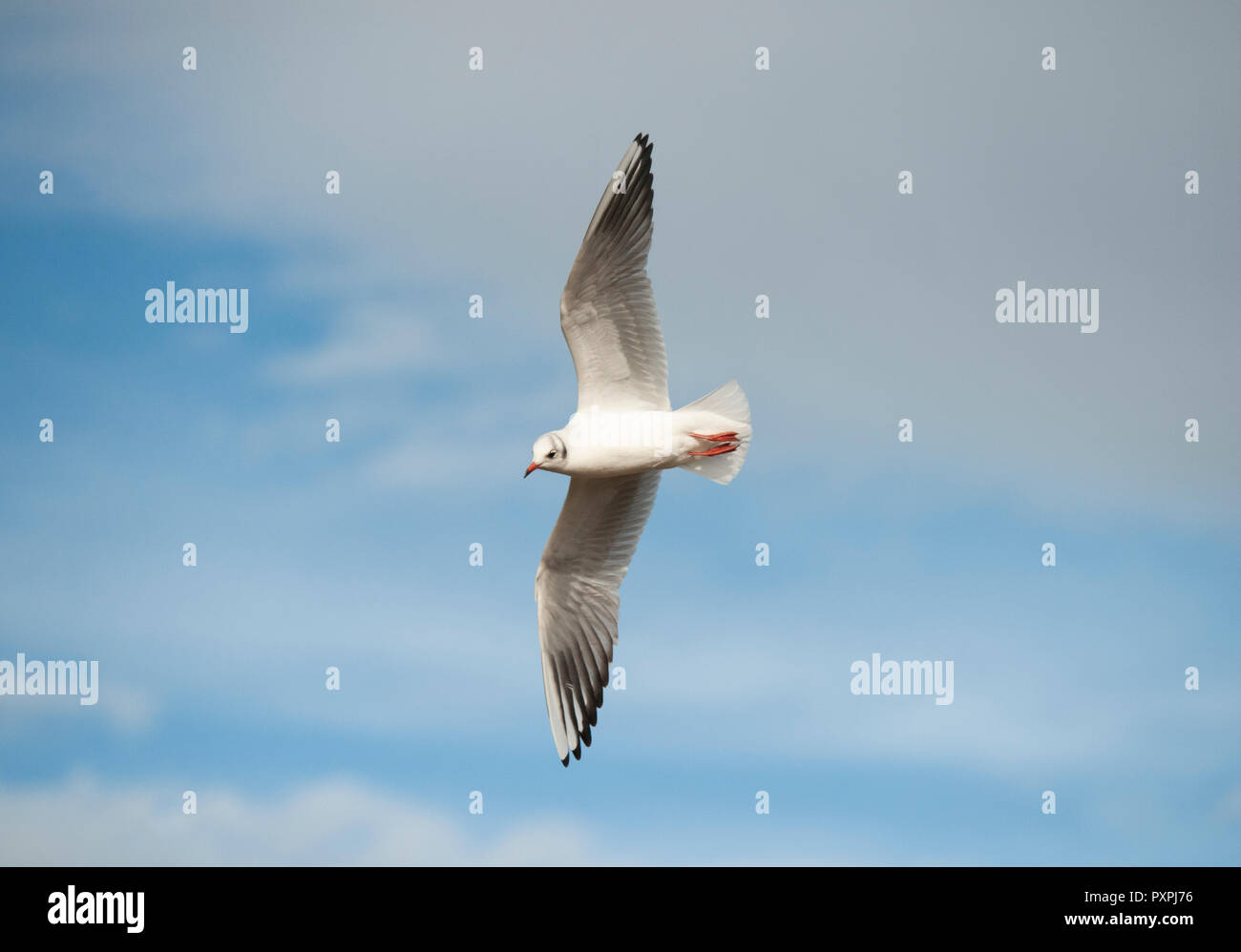 Lachmöwe, Chroicocephalus ridibundus, im Flug über Brent Reservoir, Brent, London, Vereinigtes Königreich Stockfoto