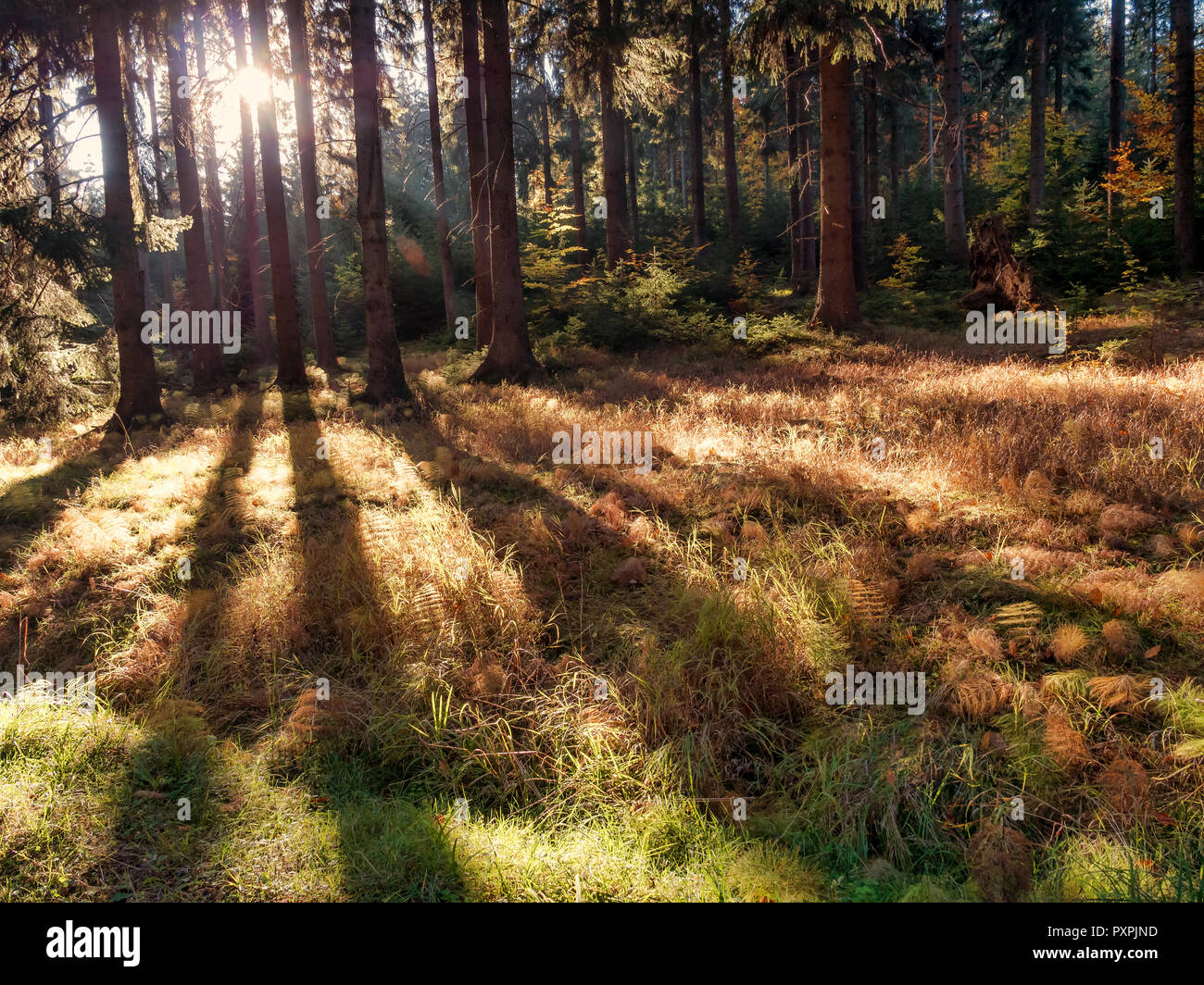 Herbst Wald Bäume werfen lange Schatten mit Hintergrundbeleuchtung Stockfoto