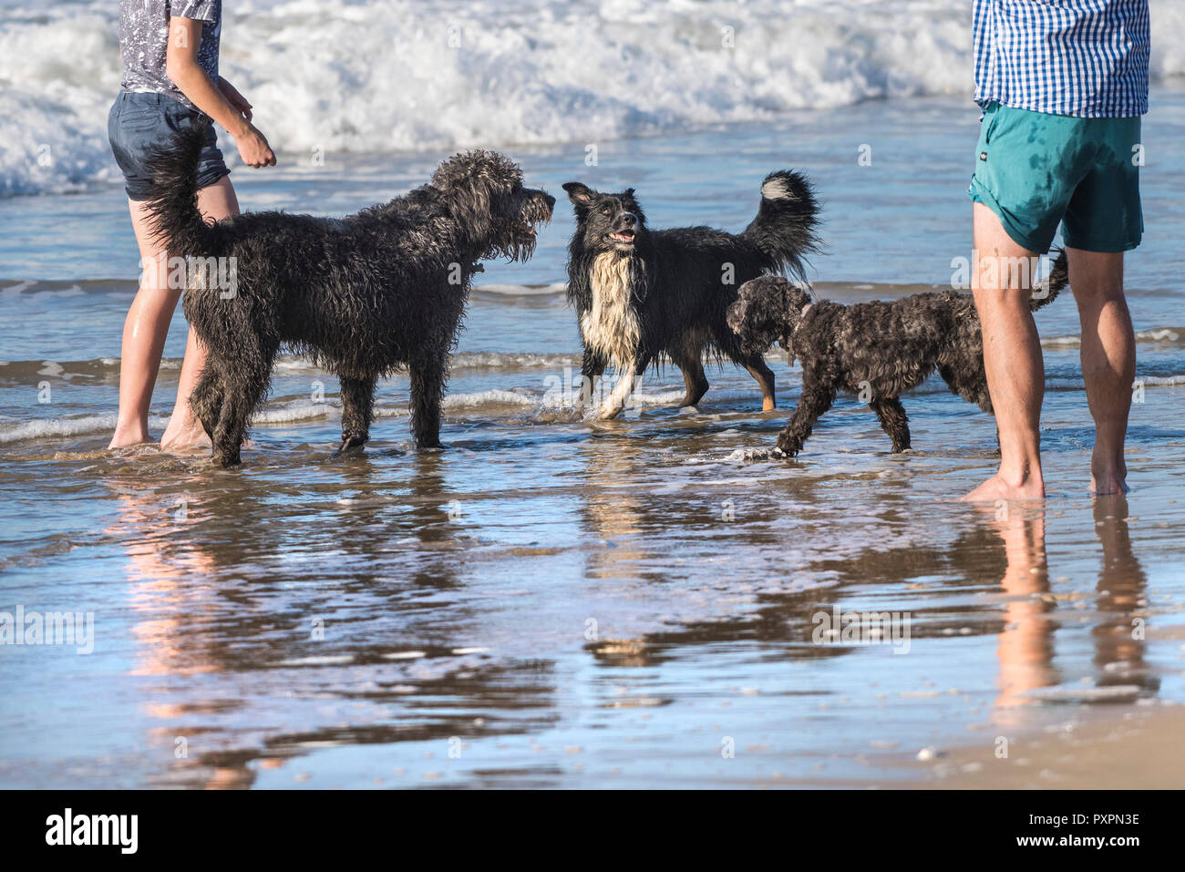 Hunde und Menschen auf den Fistral Beach in Newquay in Cornwall. Stockfoto