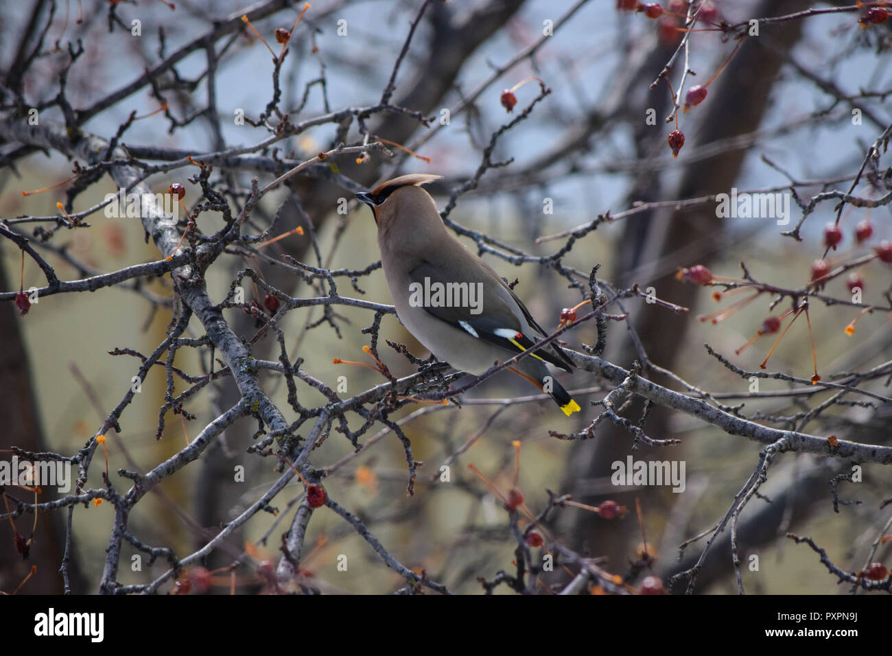 Waxwing thront auf einem Zweig Stockfoto