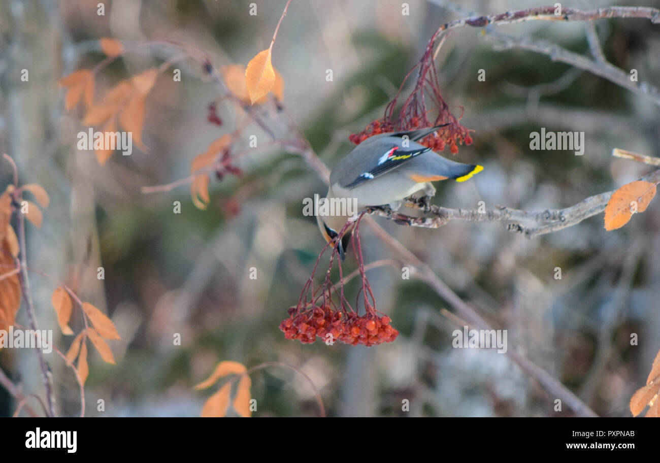 Bohemian waxwing Beeren Stockfoto