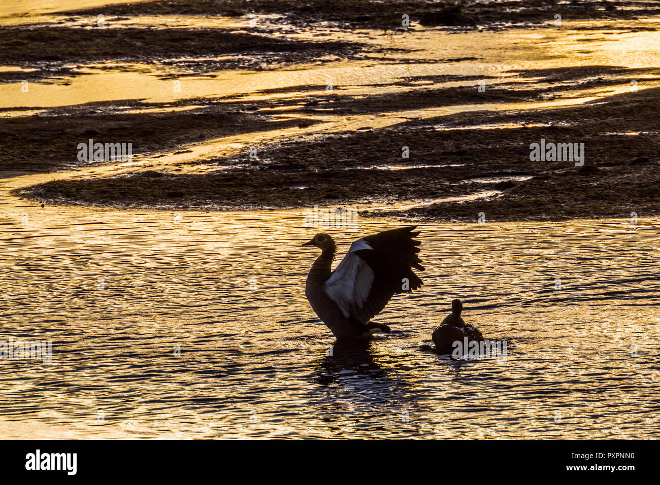 Nilgans im Krüger Nationalpark, Südafrika; Specie Alopochen aegyptiaca Familie der Entenvögel Stockfoto