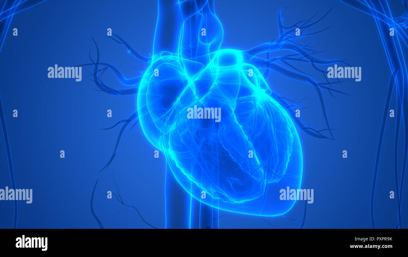 Herz-kreislauf-System Herz Anatomie Stockfoto
