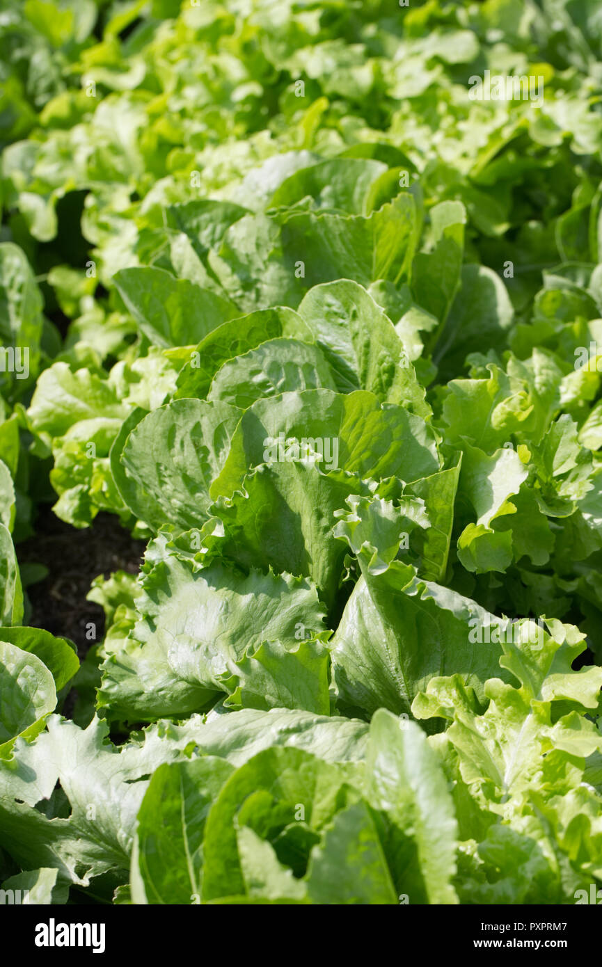 Lactuca Sativa 'Tartan'. Kopfsalat wächst in den Gemüsegarten. Stockfoto