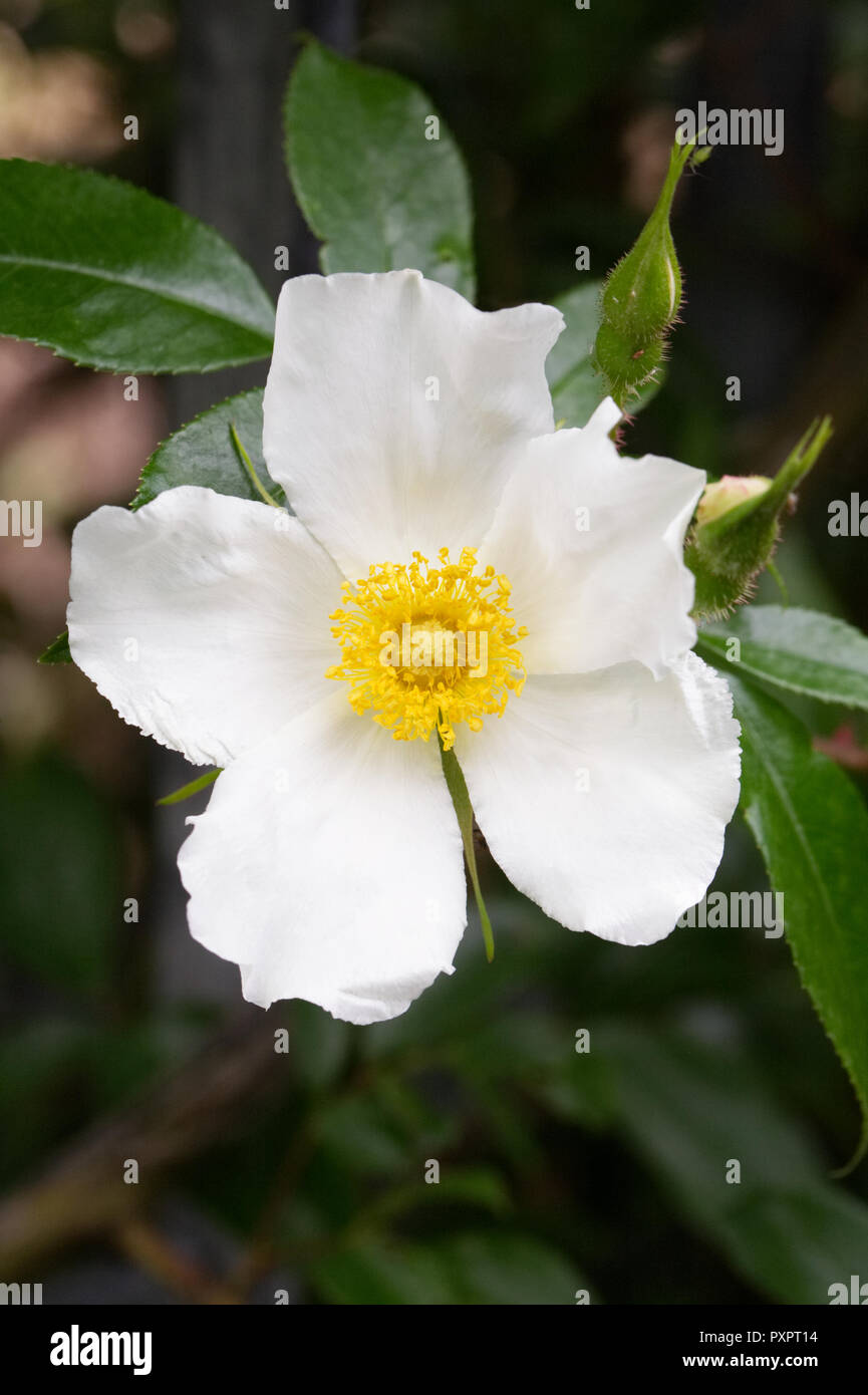 Rosa laevigata 'Cooperi 'Blume. Stockfoto