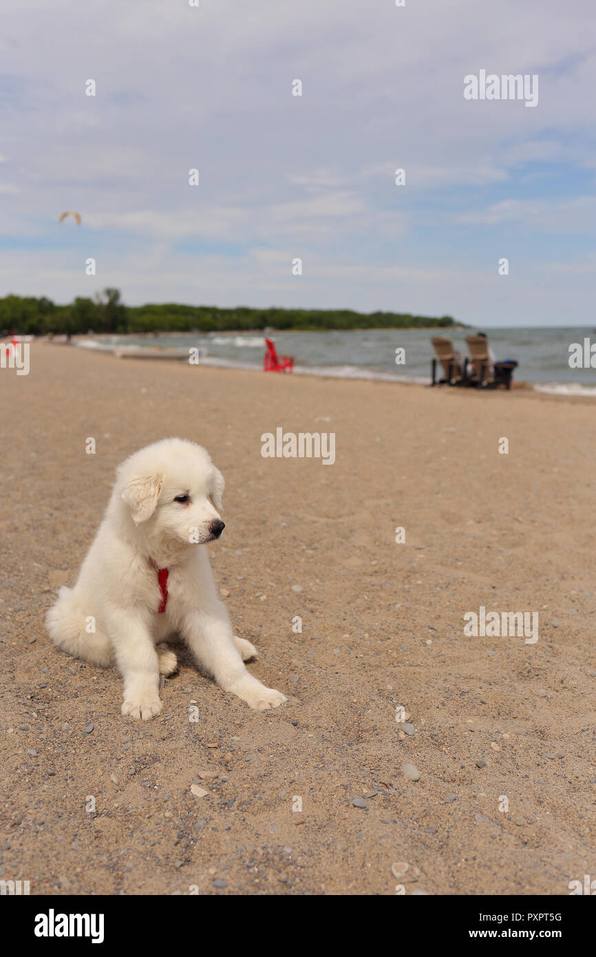 3 Monate alte große Pyrenäen mix auf Woodbine Strand, Toronto, Ontario, Kanada. Stockfoto