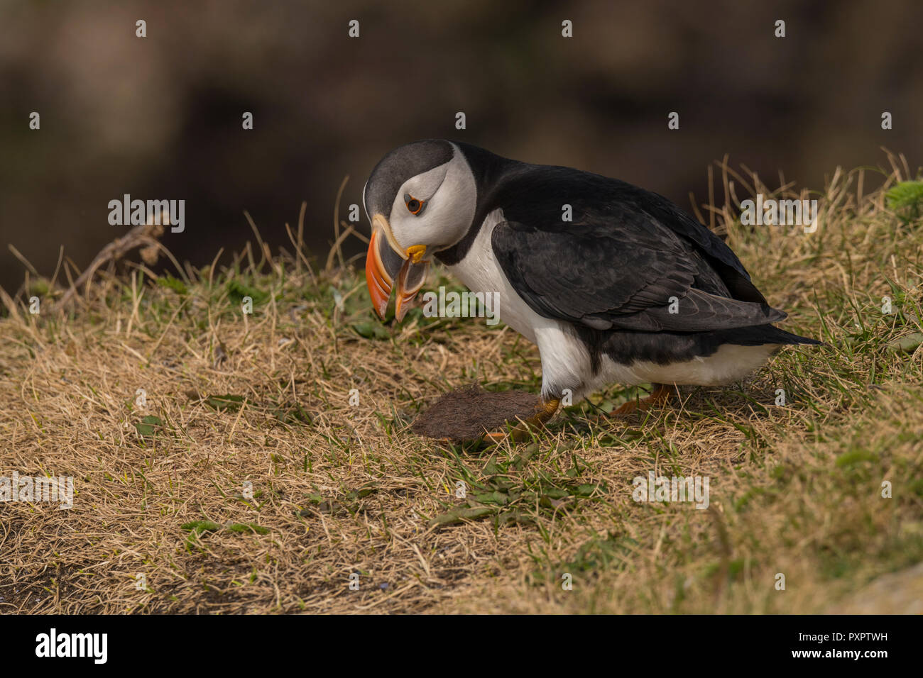 Papageitaucher Kolonie an Elliston, Neufundland, papageientaucher Nahaufnahme. single Vogel Stockfoto