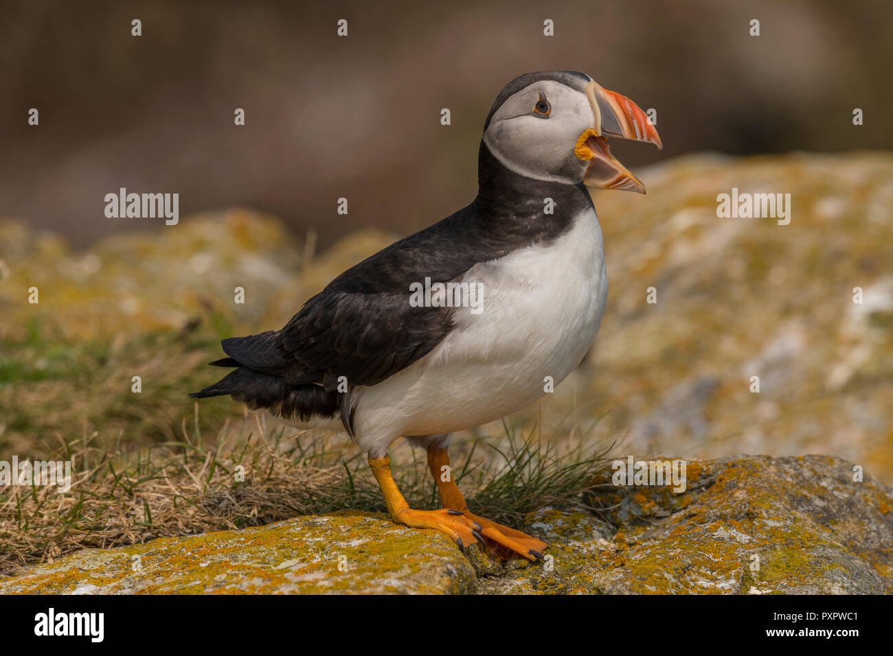 Papageitaucher Kolonie an Elliston, Neufundland, papageientaucher Nahaufnahme. single Vogel ein Stockfoto