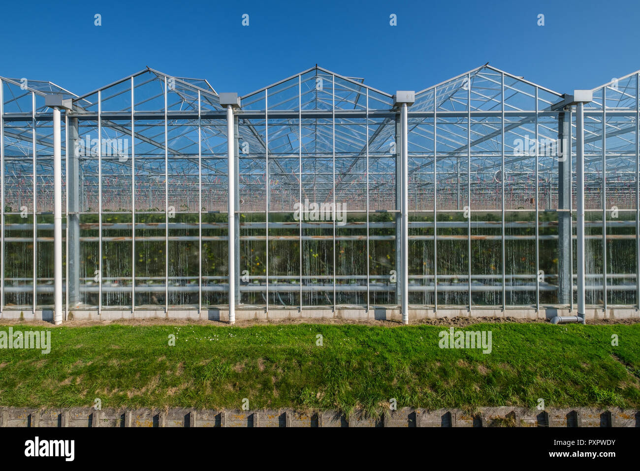 Blick auf industrielle Glas Gewächshäuser in den Niederlanden. Stockfoto