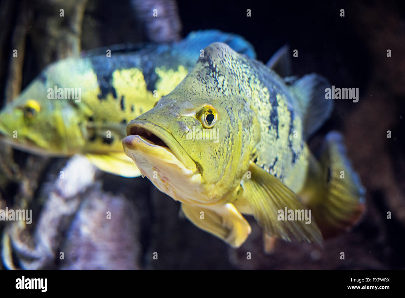 Ein Pfau Bass Floating Stockfoto