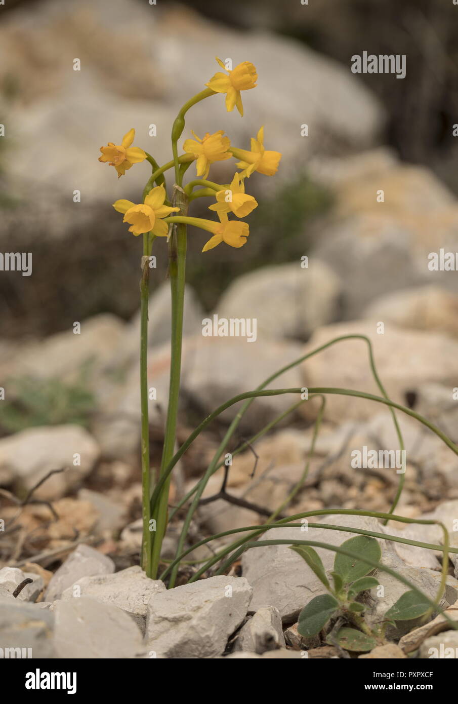 Eine wilde Narzissen, Narzissen gaditanus in Blüte auf Kalkstein, im Süden Portugals. Stockfoto