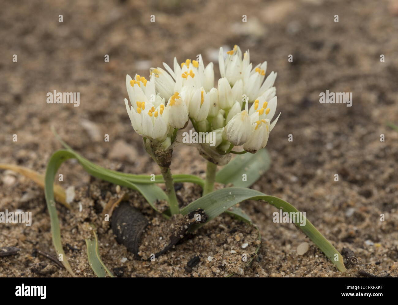 Ein wilder Knoblauch, Allium subvillosum in Blüte in sandigen Küsten Boden, Algarve, Portugal. Stockfoto