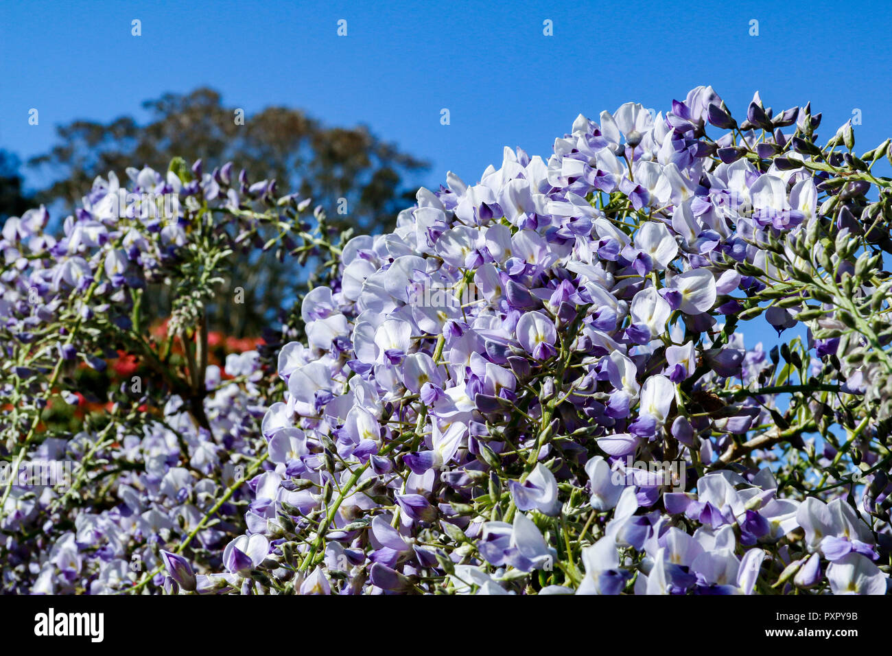 Nahaufnahme von lila und weißen Blumen der Wisteria sinensis (Chinesische Wisteria) Stockfoto