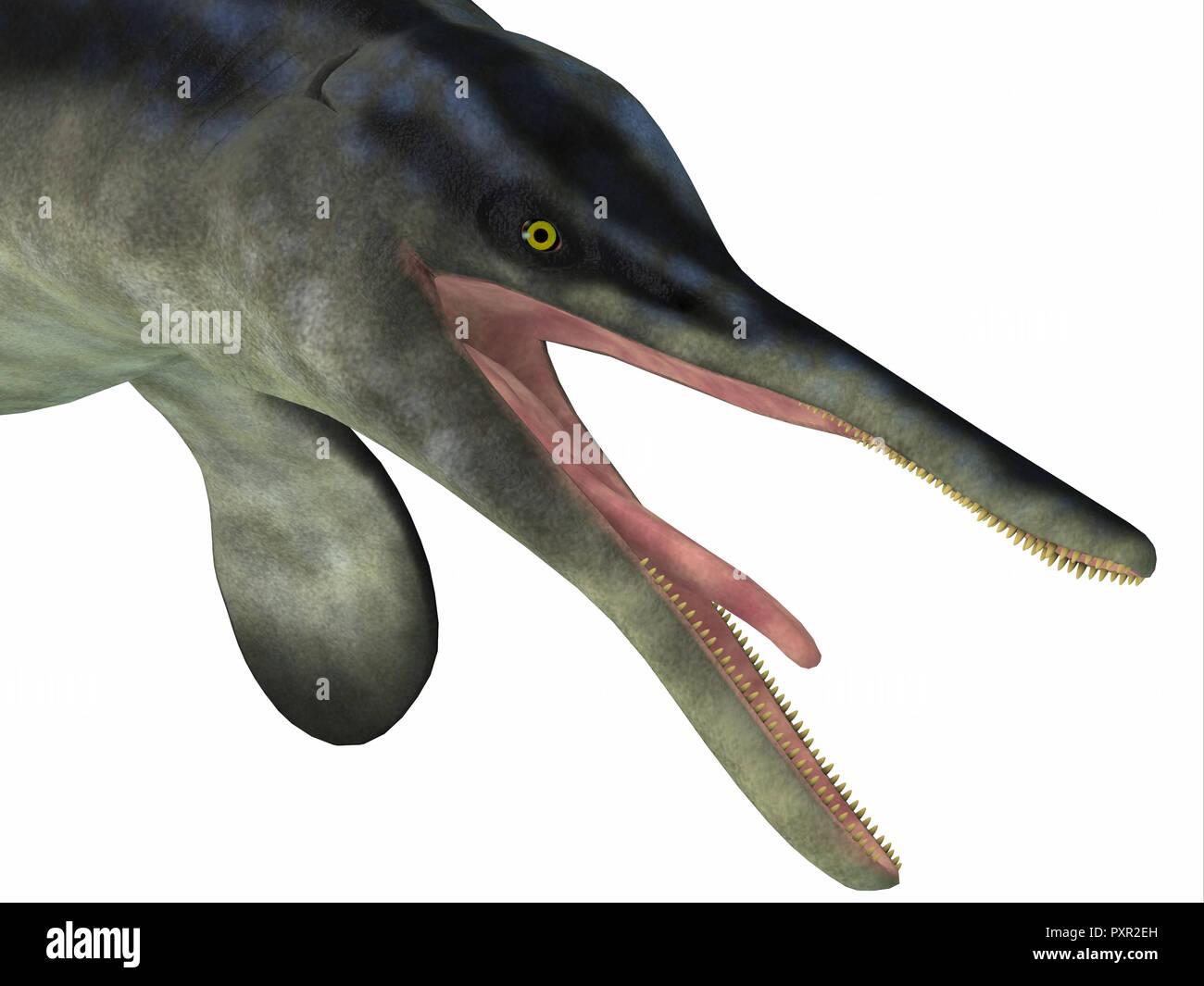 Ichthyosaur Cymbospondylus war ein Fleischfresser, die in den Meeren Deutschland lebte, und Nevada während der Trias. Stockfoto