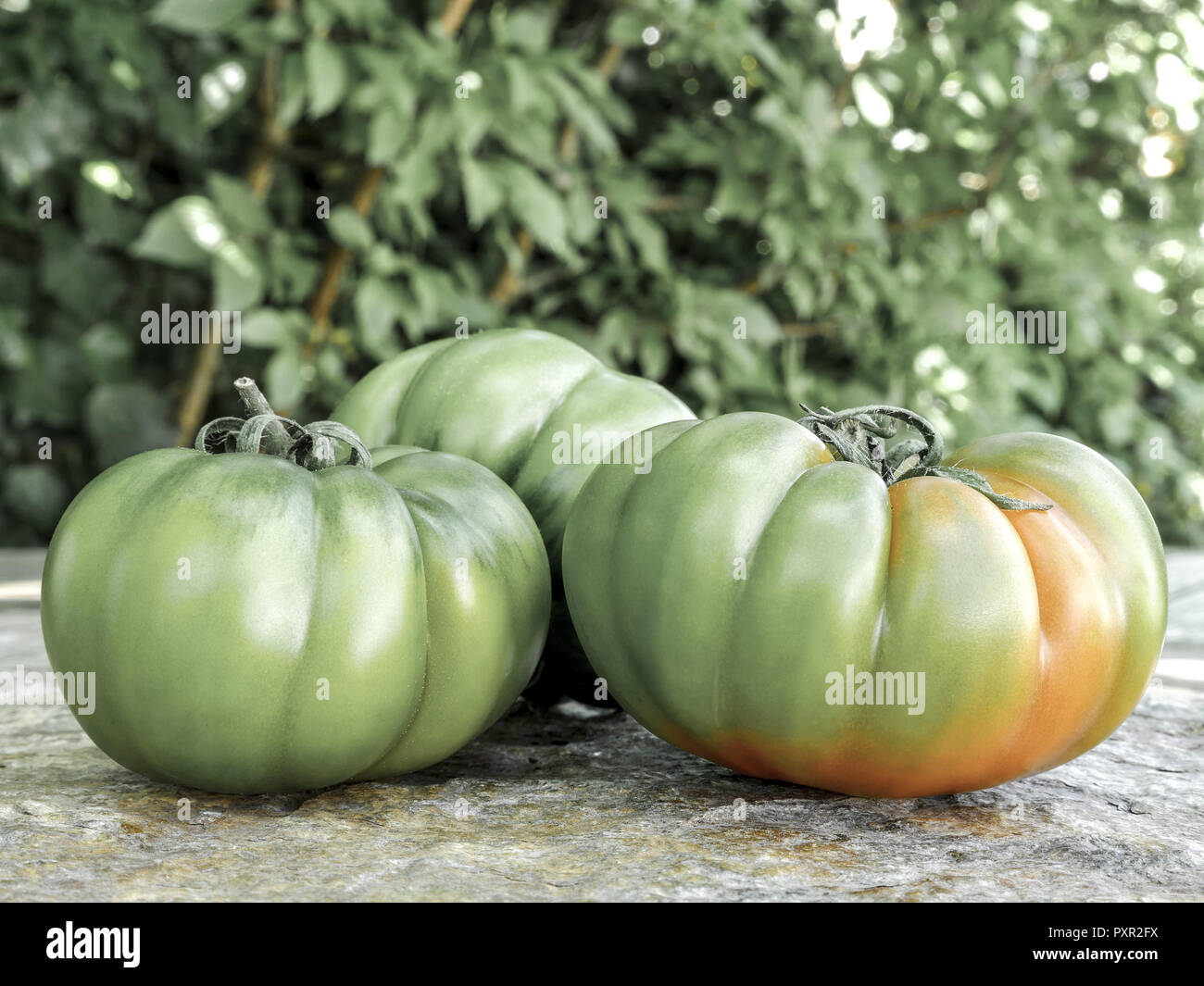 Verschiedenen Marinda Tomaten aus Sizilien Stockfoto