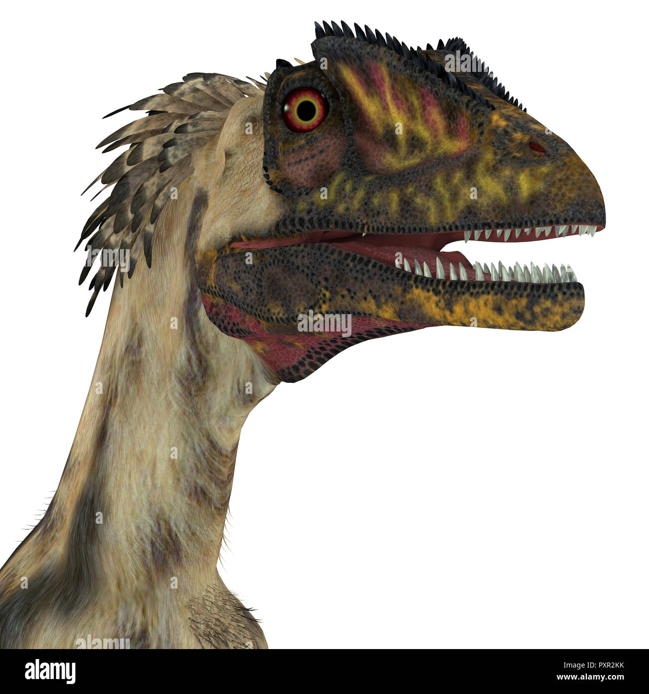 Deinonychus Deinonychus Dinosaurier Kopf - war ein fleischfressender Theropode Saurier, die in Nordamerika in der Kreidezeit lebten. Stockfoto