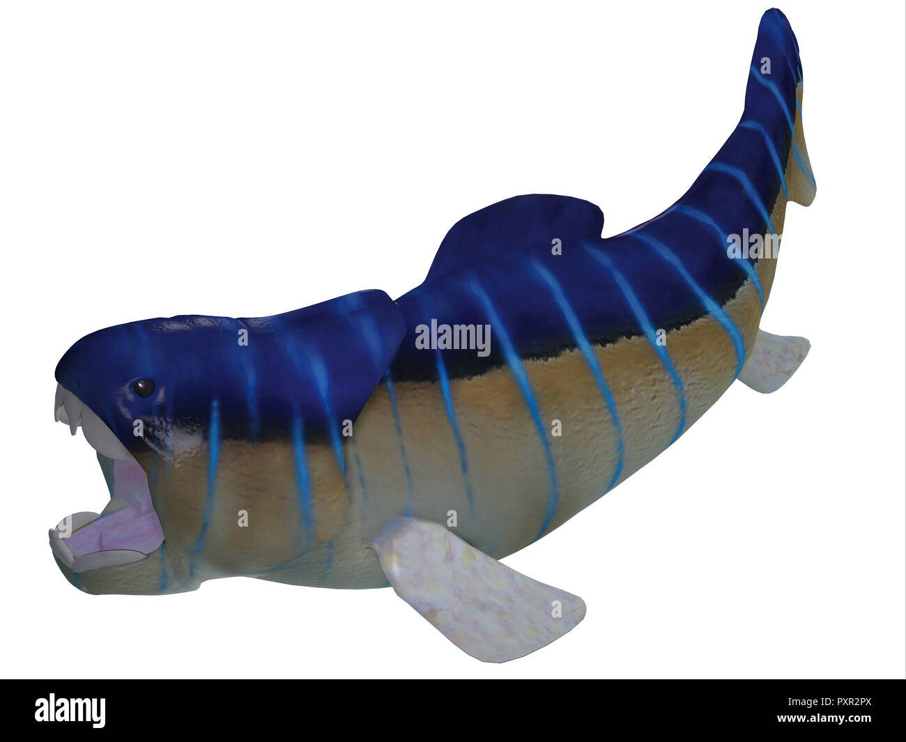 Devon Dunkleosteus war eine fleischfressende Raubfische, die in den Ozeanen in Nordamerika, Europa und Marokko während der Devonzeit lebte. Stockfoto