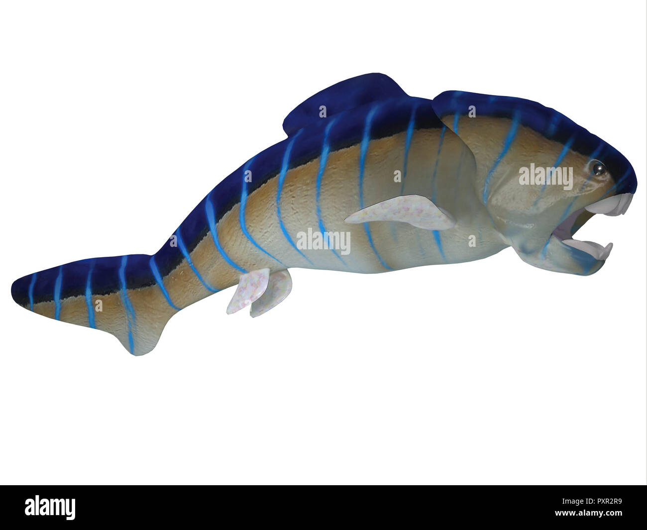 Devon Dunkleosteus war eine fleischfressende Raubfische, die in den Ozeanen in Nordamerika, Europa und Marokko während der Devonzeit lebte. Stockfoto