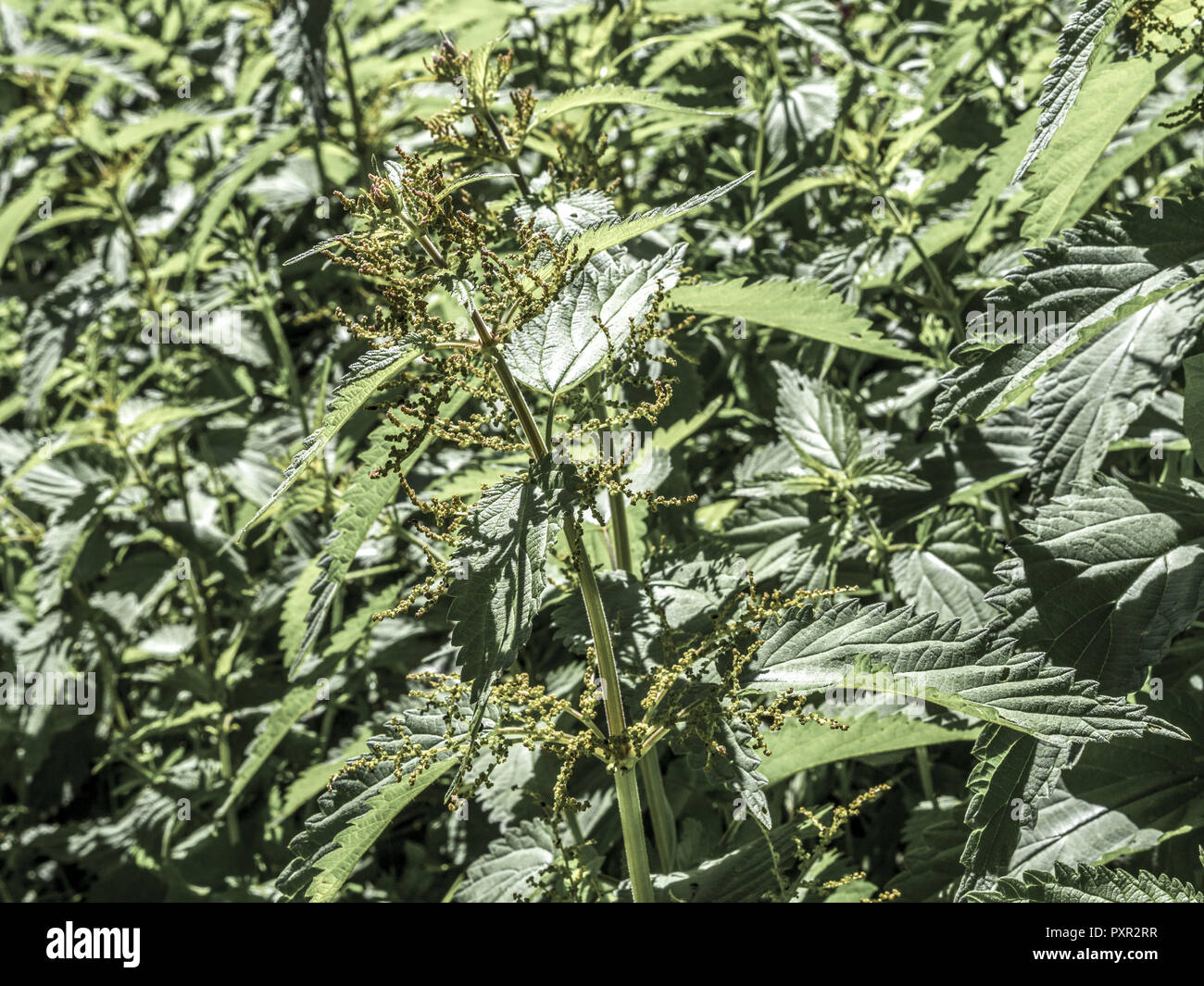 Brennnessel (Urtica Dioica), Naturpark obere Donau, Sigmaringen District, Baden-Württemberg, Deutschland, Europa Stockfoto