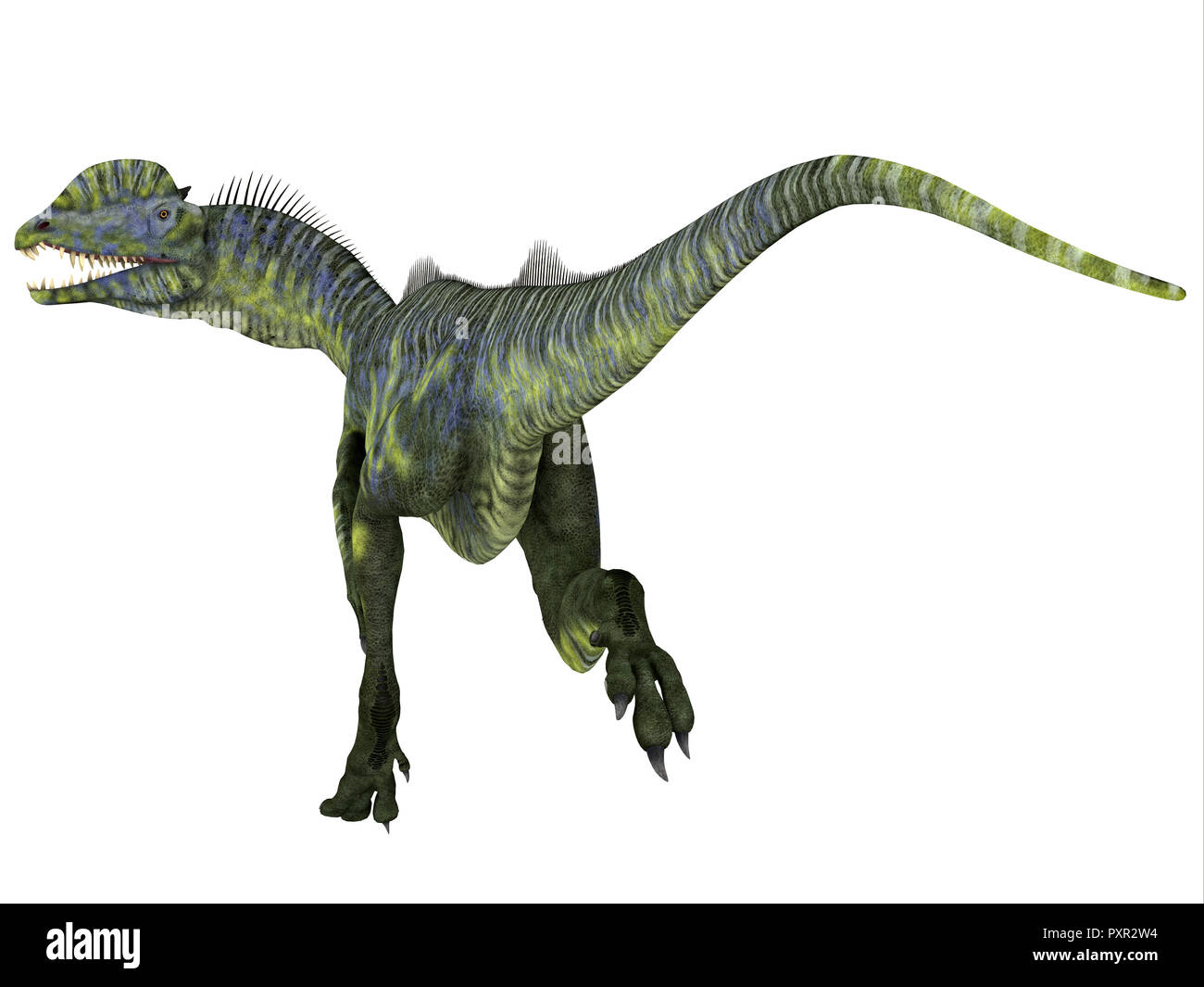 Dilophosaurus dilophosaurus Dinosaurier Schwanz - war eine große fleischfressende Theropode Saurier, die in Arizona, USA während der Kreidezeit lebten. Stockfoto