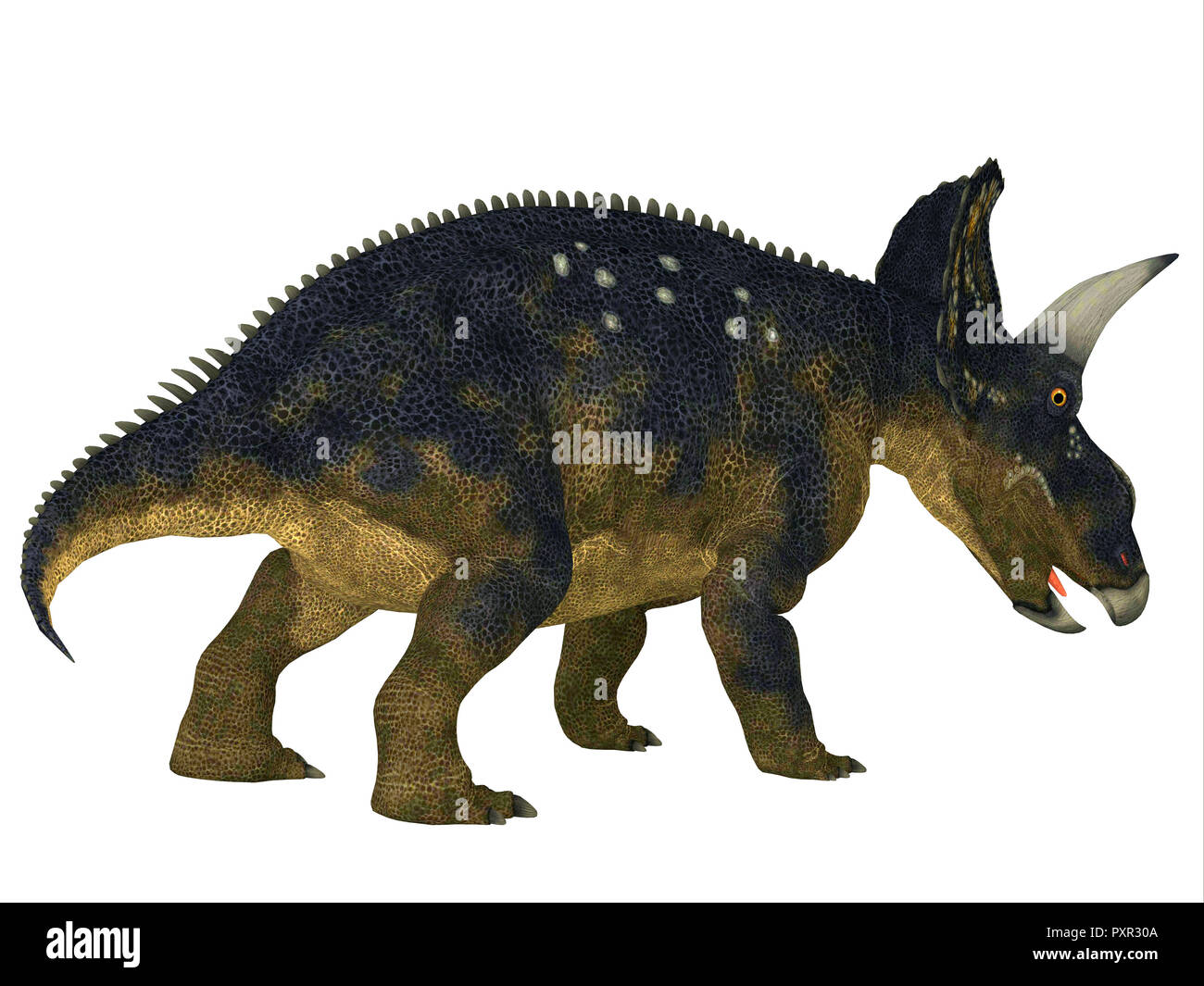 Nedoceratops Dinosaurier Schwanz - Nedoceratops Ceratopsian wurde eine Gehörnte pflanzenfressende Dinosaurier, die in Nordamerika in der Kreidezeit lebten. Stockfoto