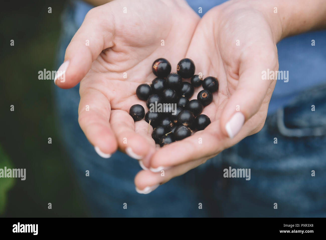 Junge Frau Ernte von schwarzen Johannisbeeren, Hände Stockfoto