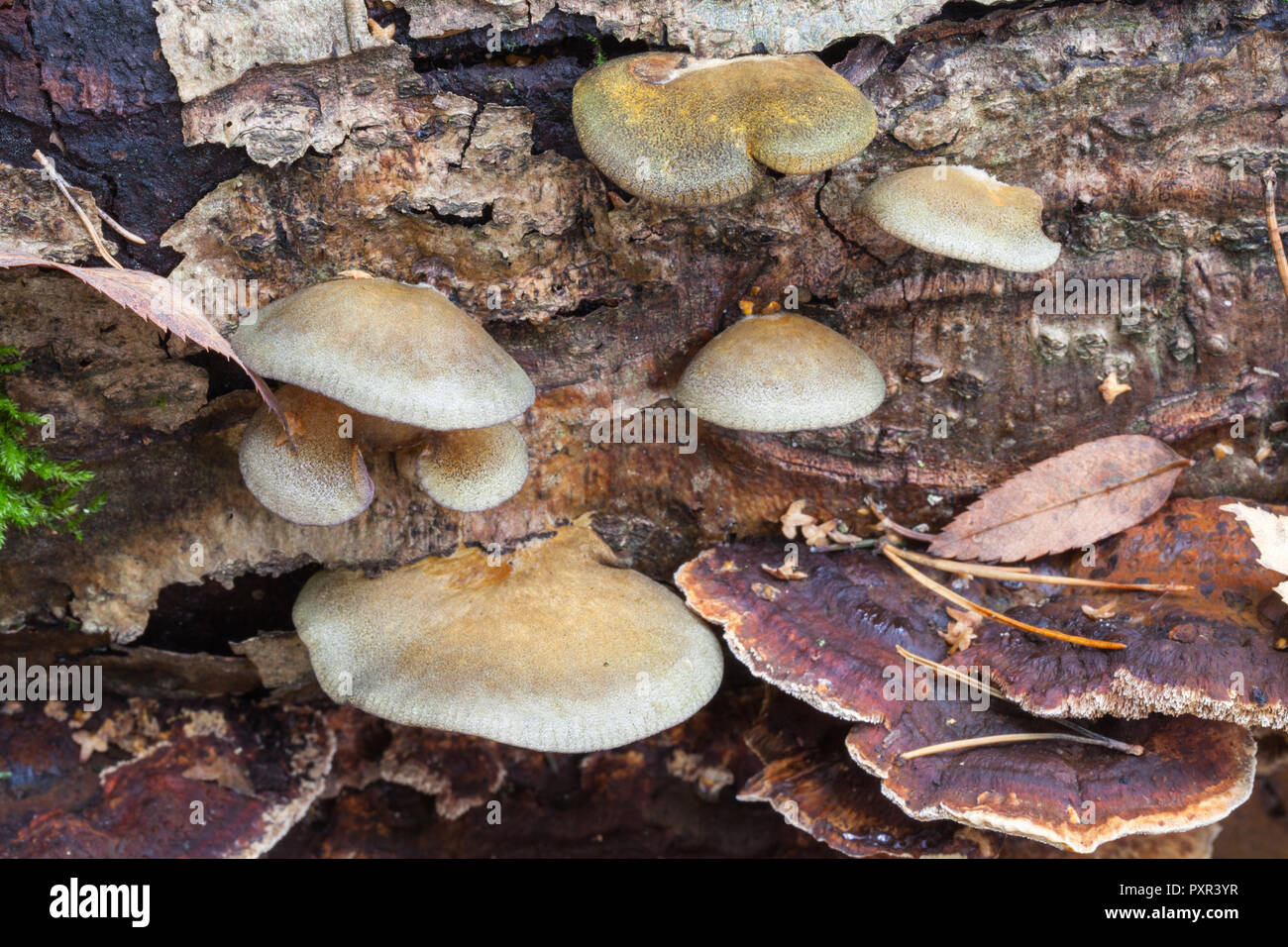 Spät oyster Wachstum (panellus Serotinus) Stockfoto