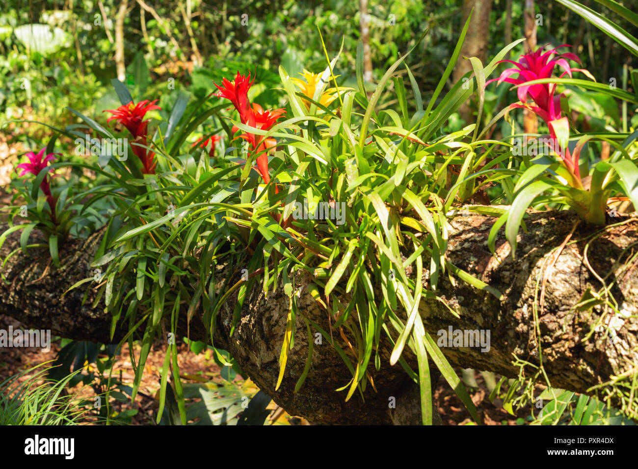 Blumen blühen in den Dschungel Stockfoto