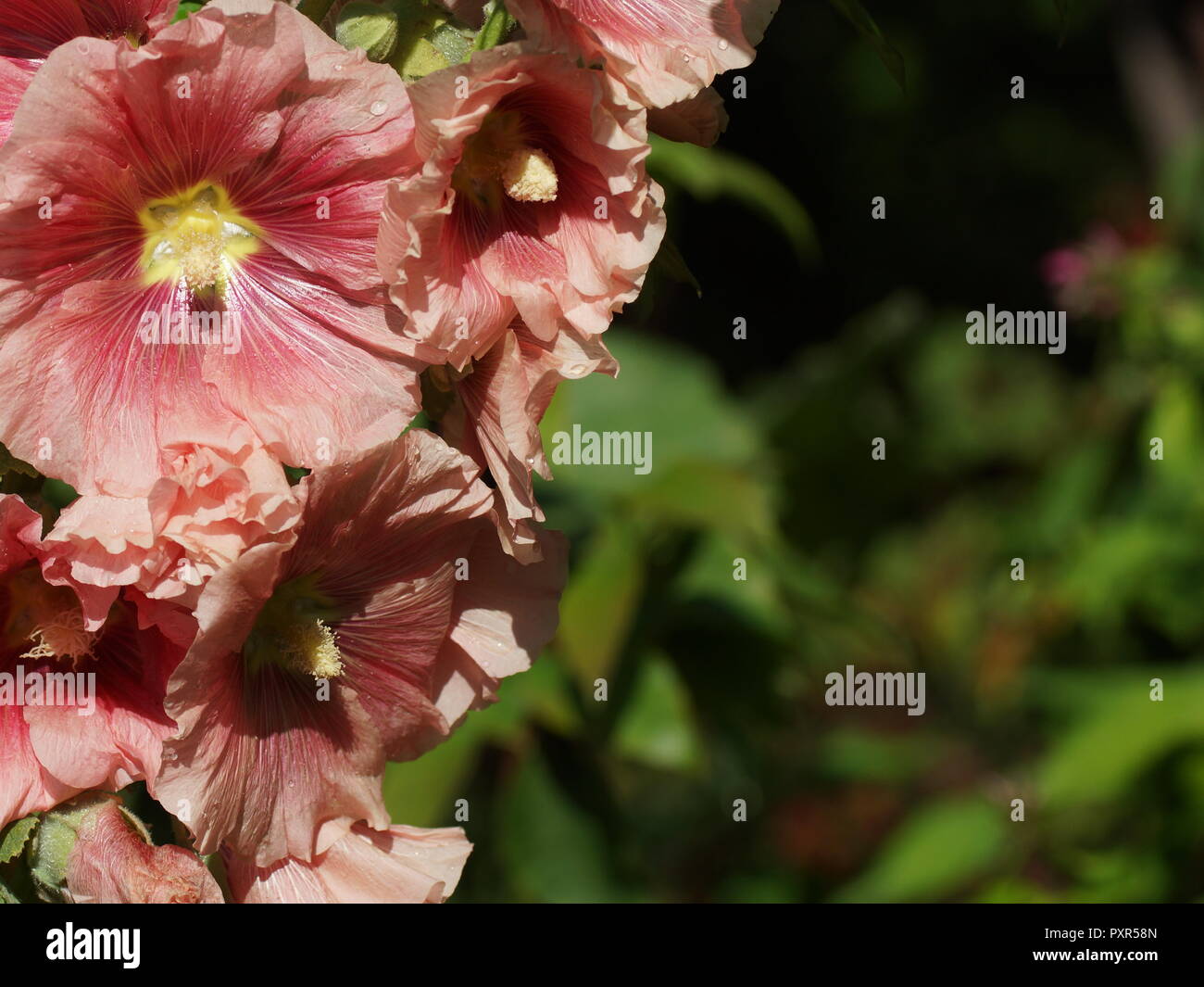 Alcea rosea. Schöne rosa Malvenblüten im Sommer im Garten. Schöne rosa Blumen in den Blumengarten. Stockfoto