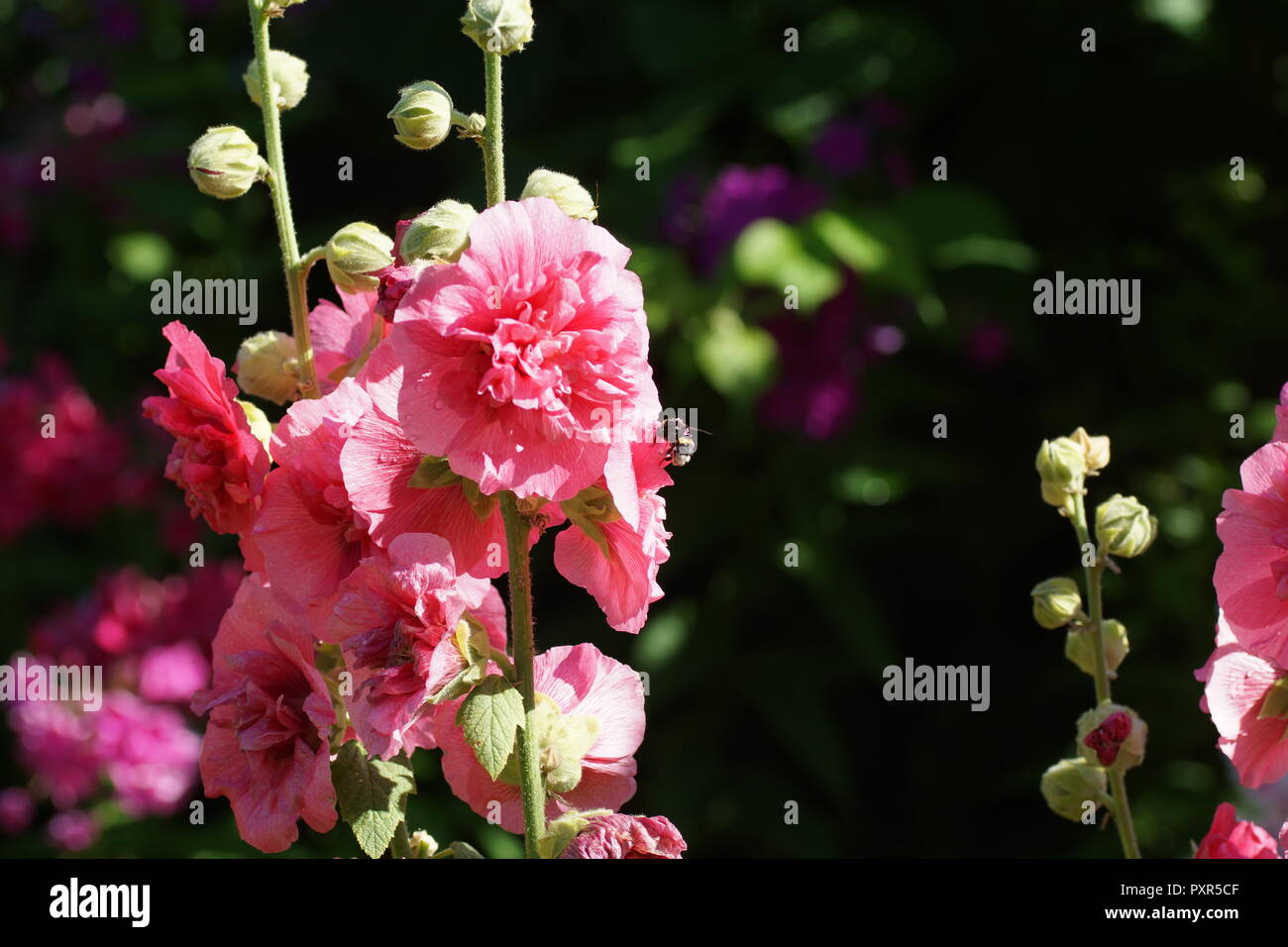 Alcea rosea. Schöne rosa Malvenblüten im Sommer im Garten. Schöne rosa Blumen in den Blumengarten. Stockfoto