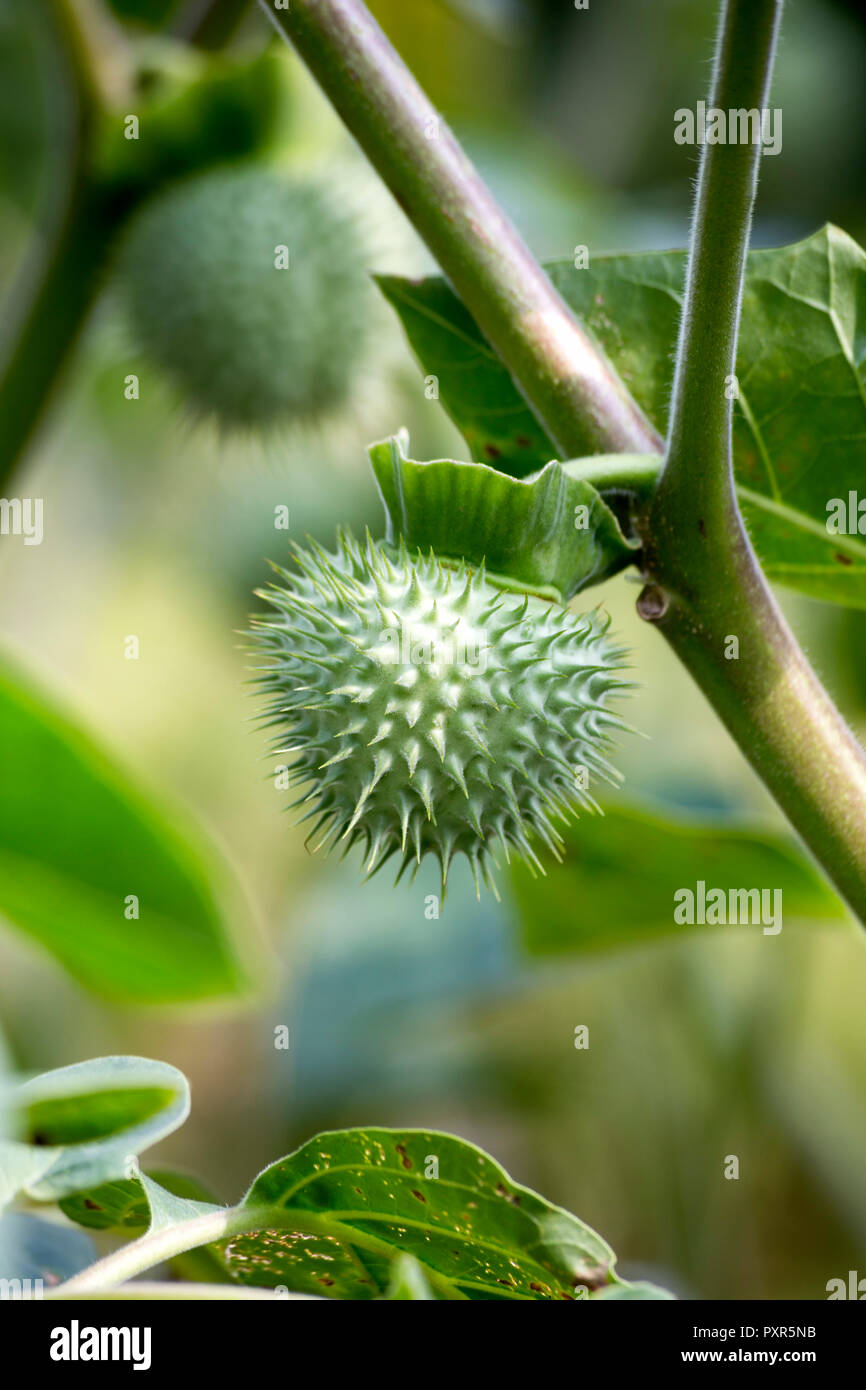 Frucht von Datura stramonium Stockfoto