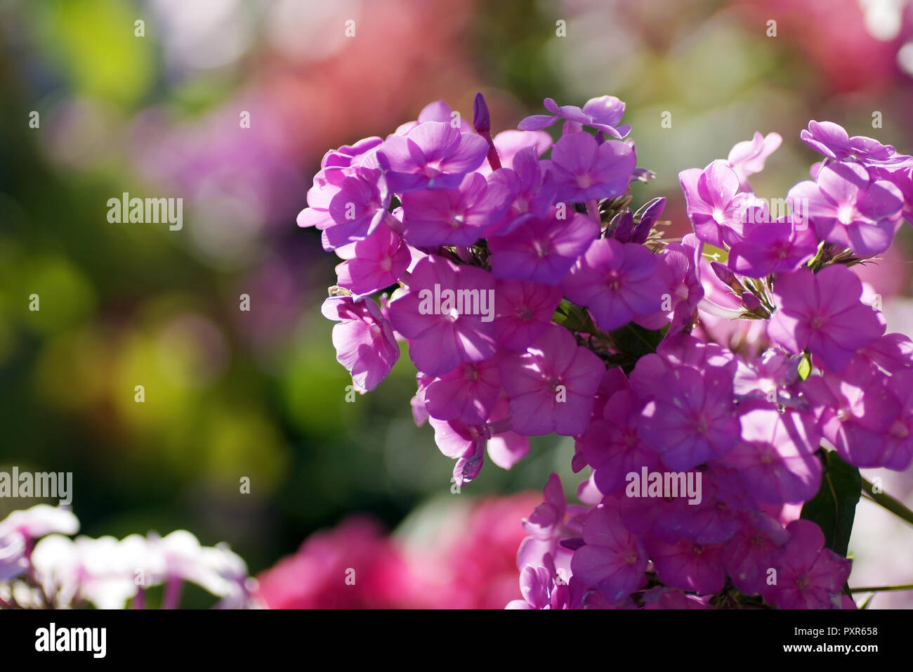 Schönen lila Phlox im Sommer im Garten. Andere Blumen im Hintergrund. Stockfoto