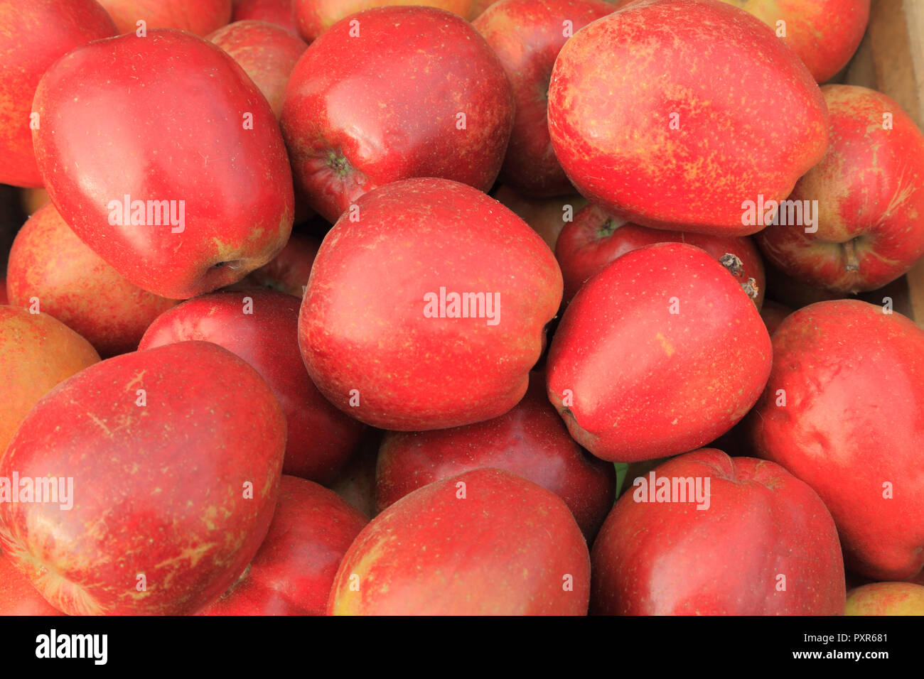 Apple "Tonne", Äpfel, Malus Domestica, Hofladen, Display, der genannten Sorten, Sorten, "Tonne", essbare, Obst Stockfoto