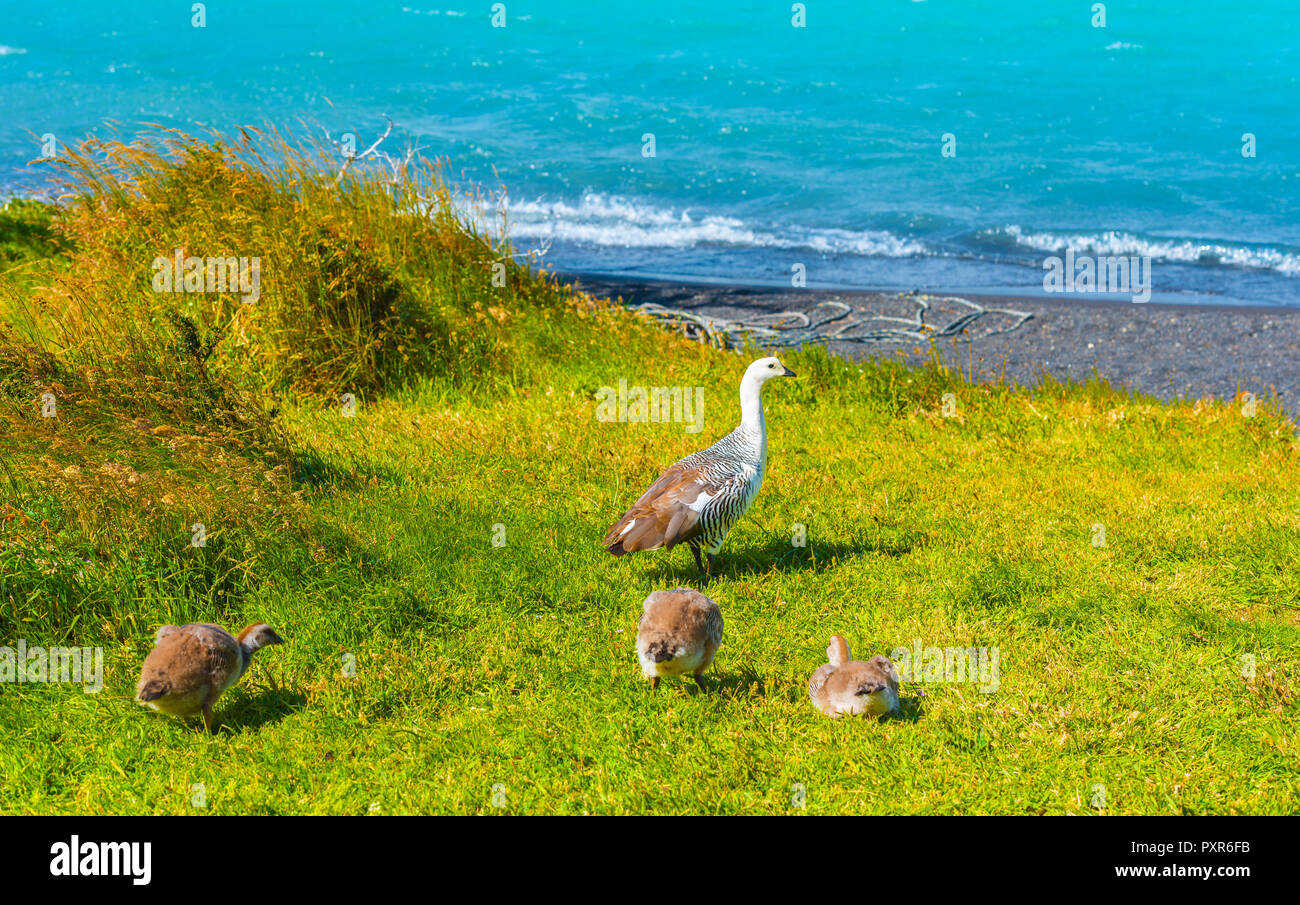 Gänse in der Nähe des Lago Pehoe, Torres del Paine Nationalpark, Patagonien, Chile, Südamerika. Kopieren Sie Platz für Text Stockfoto