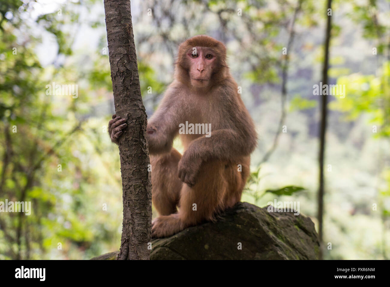China, Provinz Fujian, Porträt von einem Affen in Niumu Wald Stockfoto