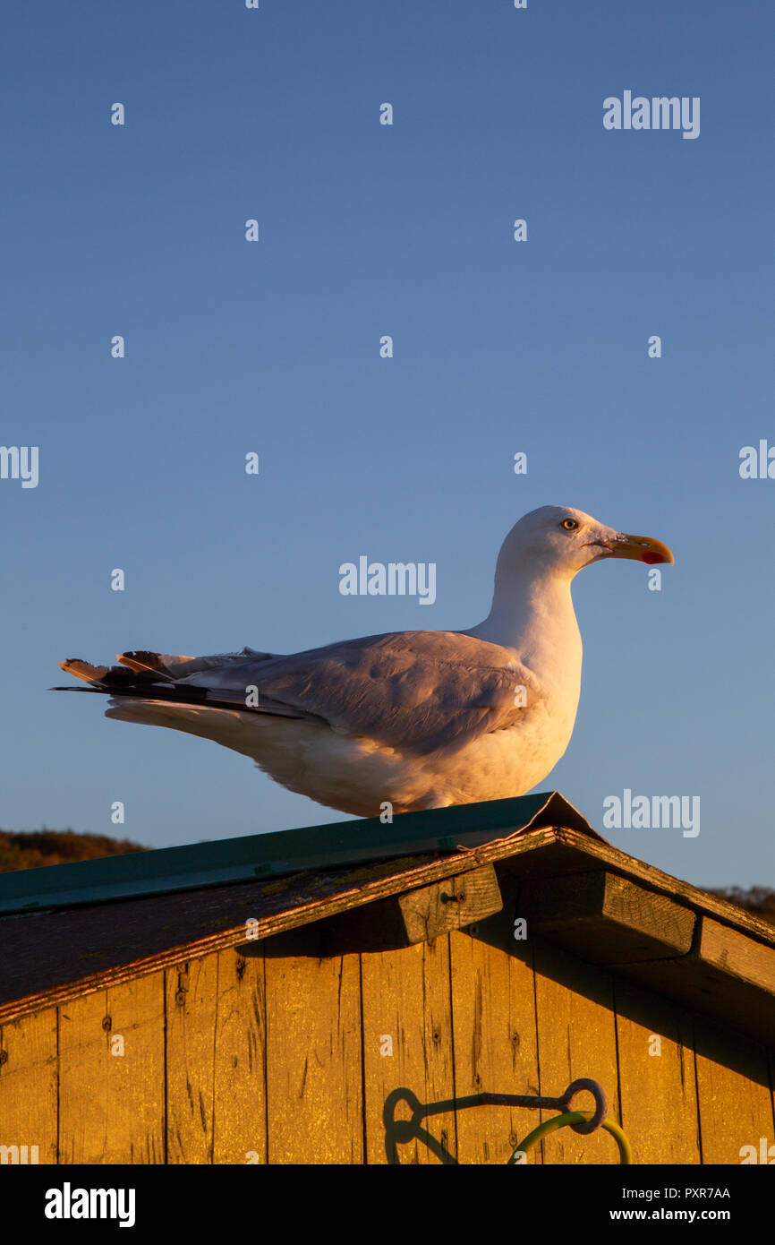 Europäische Silbermöwe (Larus argentatus) auf der ostfriesischen Insel Juist in der Nordsee, Deutschland. Stockfoto