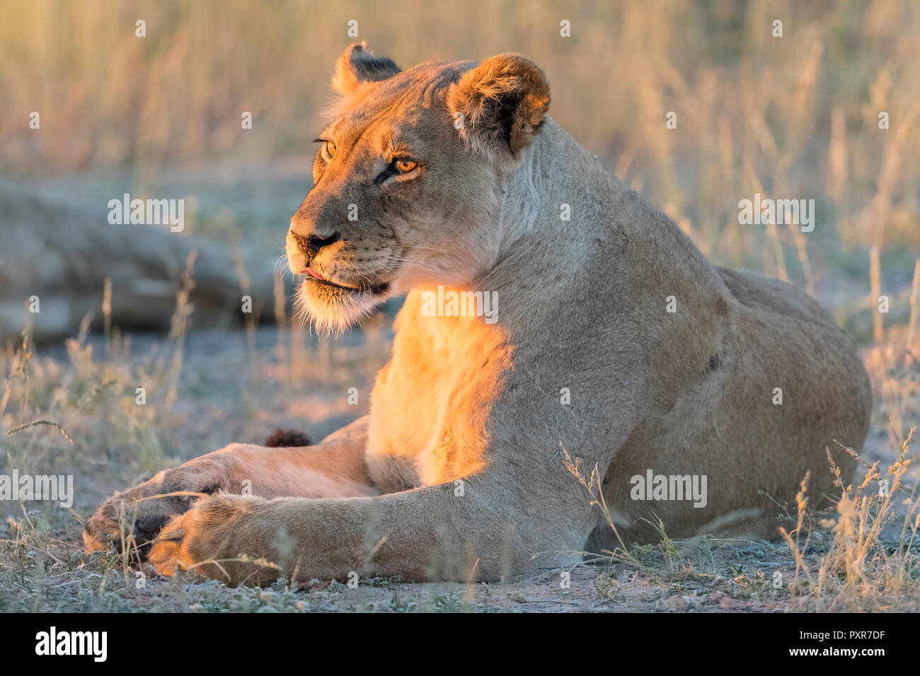 Botswana, Kgalagadi Transfrontier Park, Löwin, Panthera leo, im Abendlicht Stockfoto
