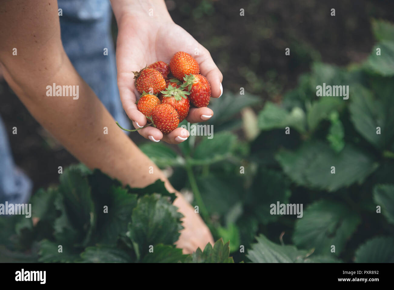 Junge Frau ernten Erdbeeren Stockfoto