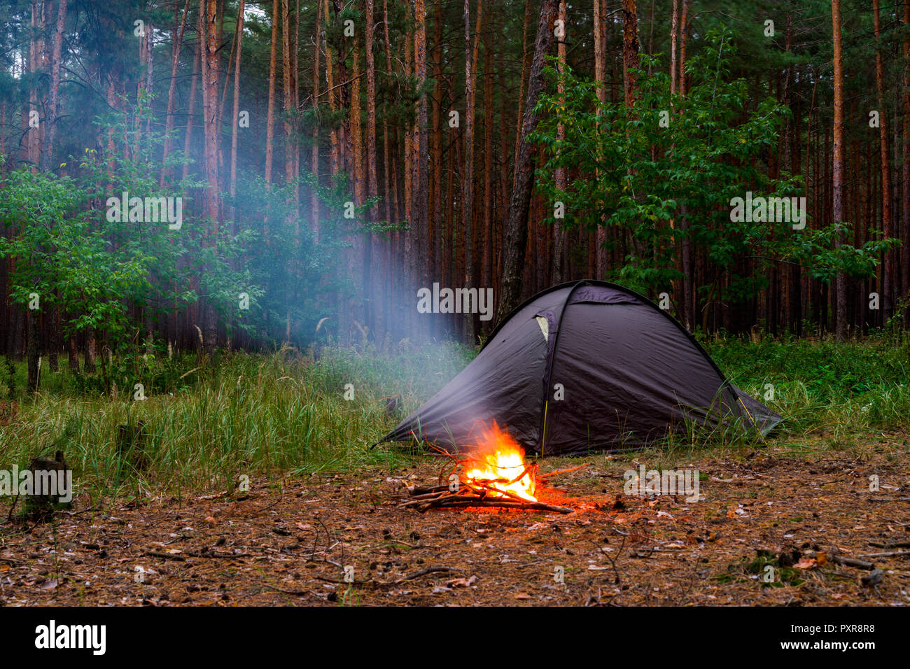 Zelte in einem Pinienwald am Abend Stockfoto