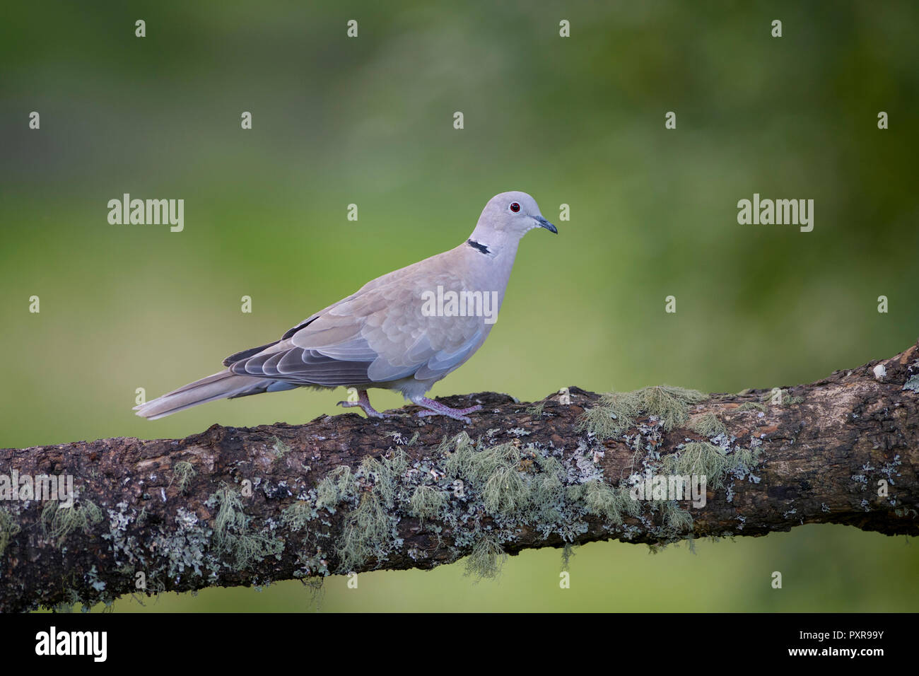 Eurasian collared Dove auf Baumstamm Stockfoto