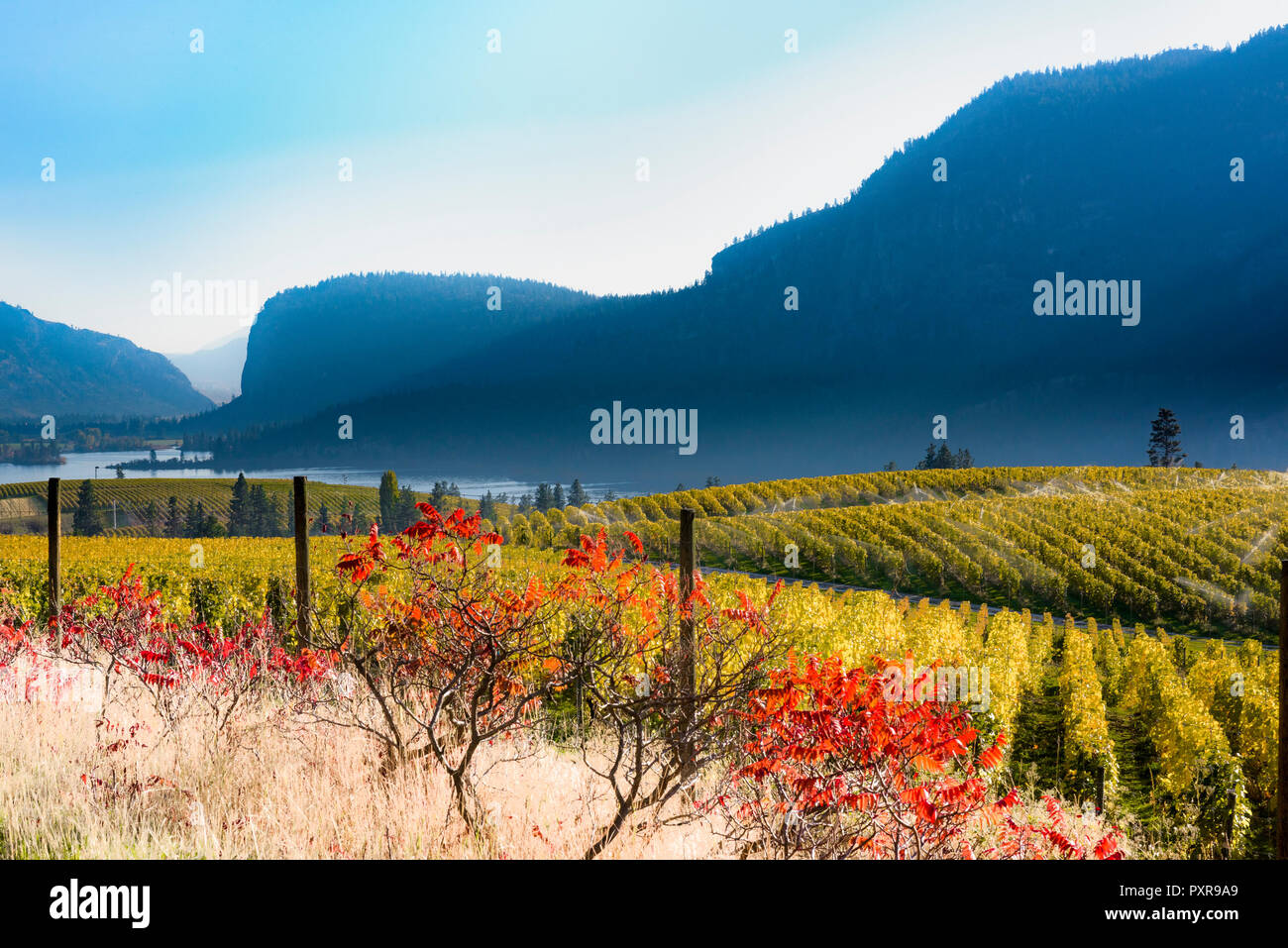 Blue Mountain Winery Weinberg, Okanagan Falls, British Columbia, Kanada Stockfoto
