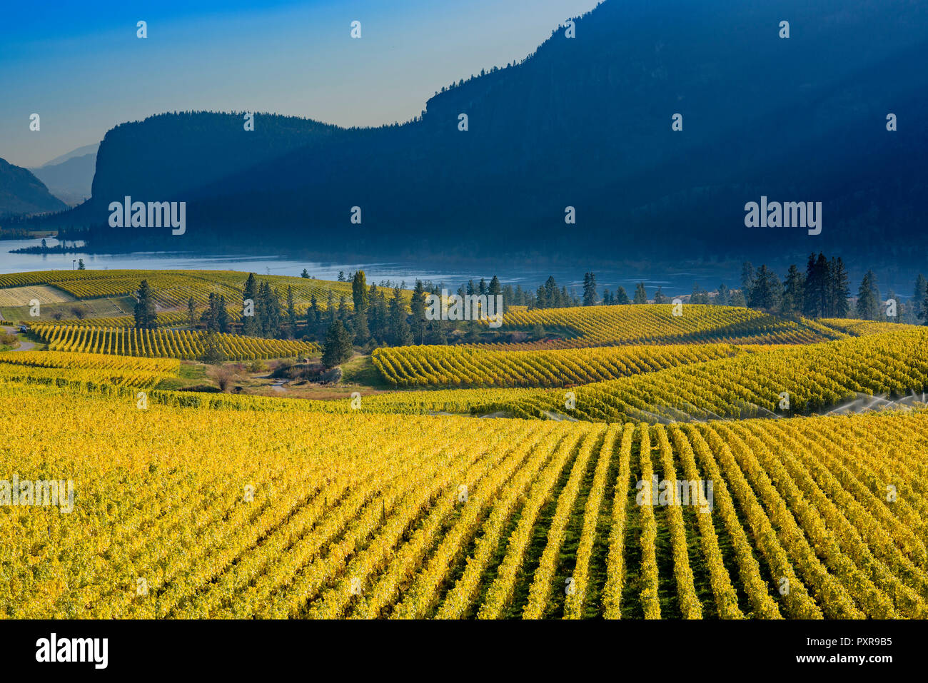 Blue Mountain Winery Weinberg, Okanagan Falls, British Columbia, Kanada Stockfoto