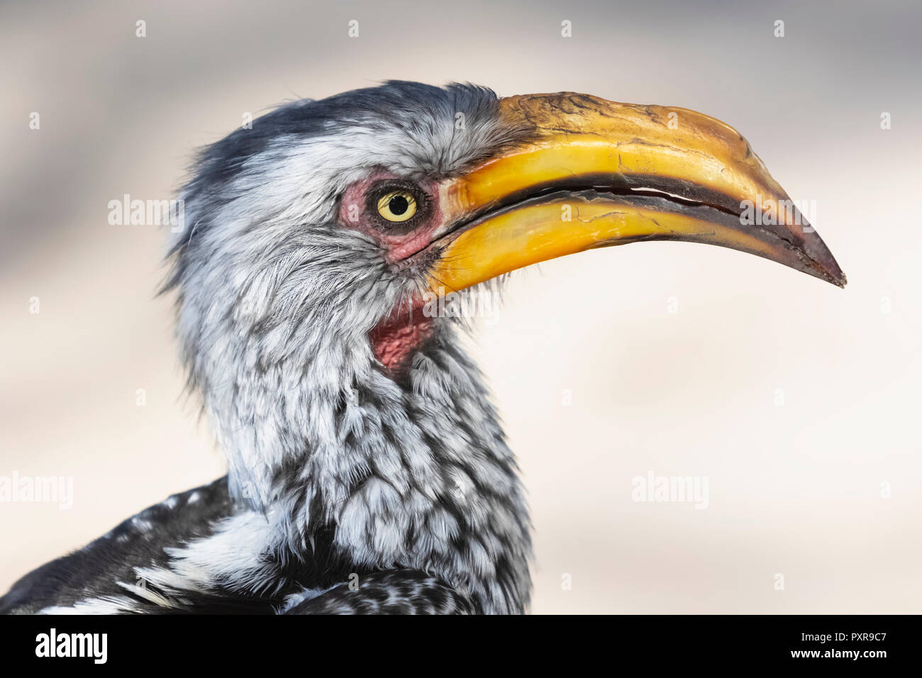 Botswana, Kalahari, Central Kalahari Game Reserve, Yellow-billed Hornbill, Tockus flavirostris Stockfoto Botswana, Kalahari, Central Kalahari Game Reserve, Yellow-billed Hornbill, Tockus flavirostris Stockfoto
