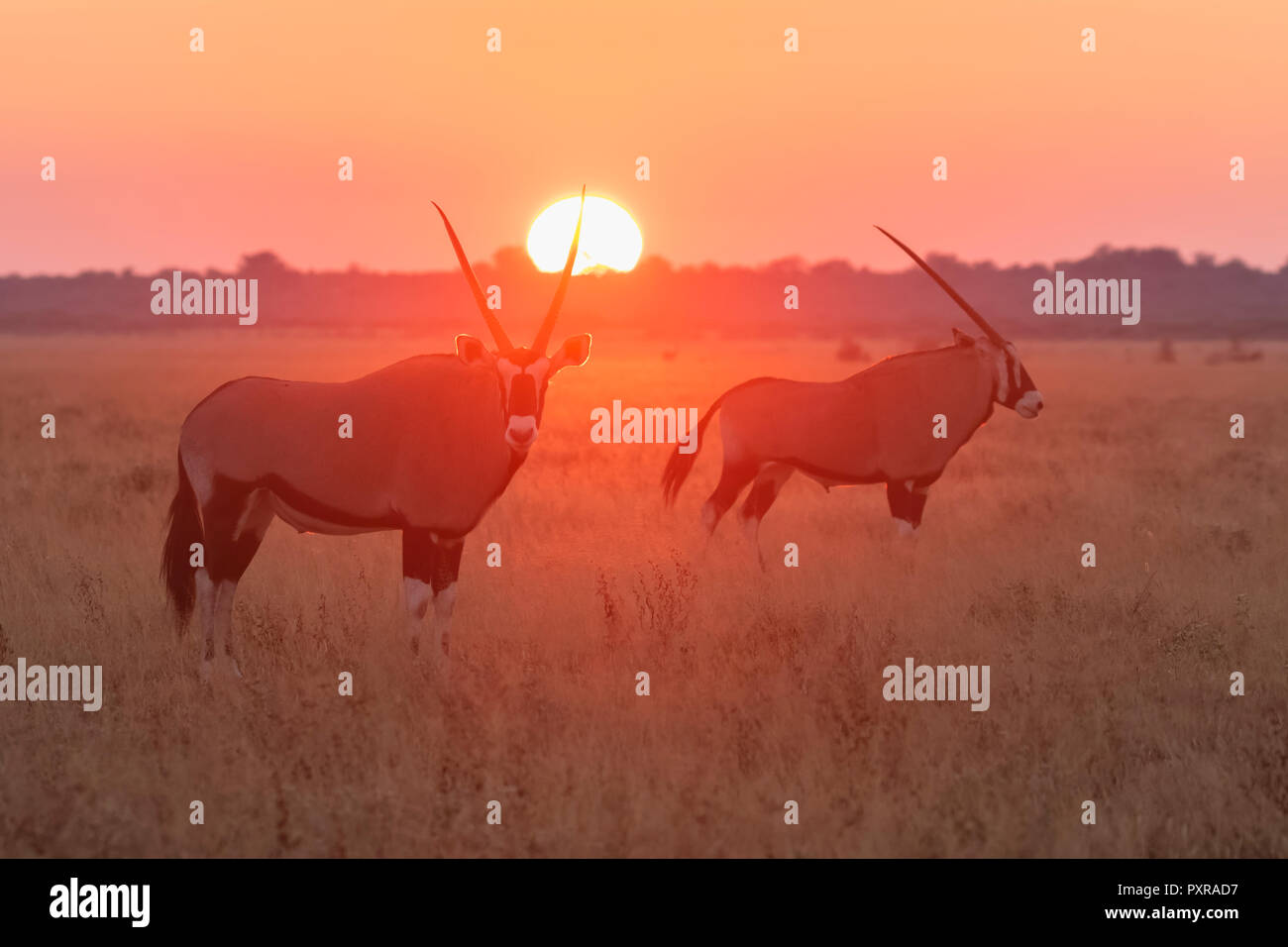 Botswana, Kalahari, Central Kalahari Game Reserve, größere Kudus bei Sonnenaufgang, Tragelaphus strepsiceros Stockfoto
