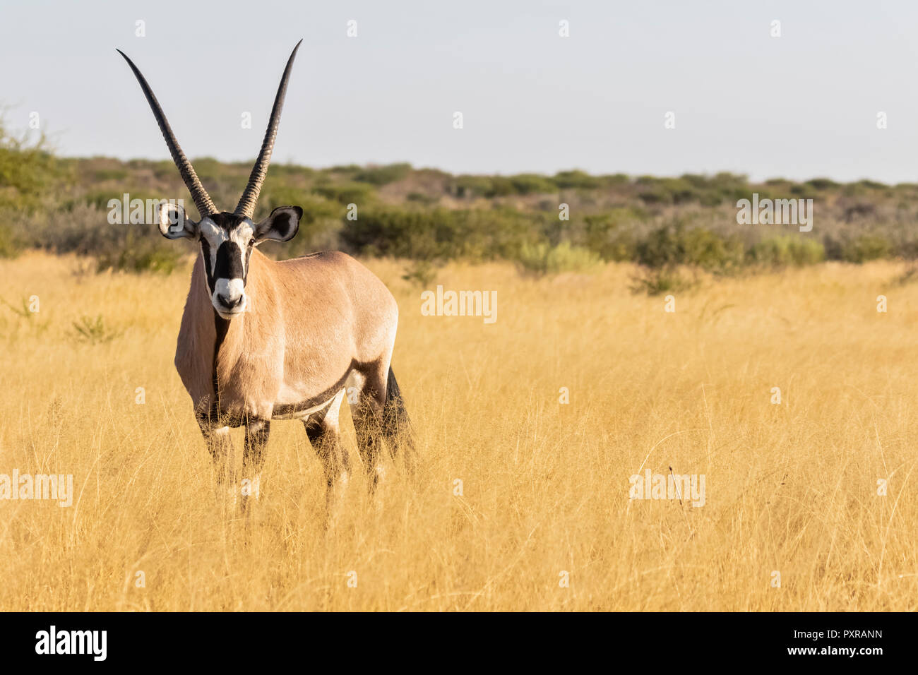 Botswana, Kalahari, Central Kalahari Game Reserve, Kudus, Tragelaphus strepsiceros Stockfoto