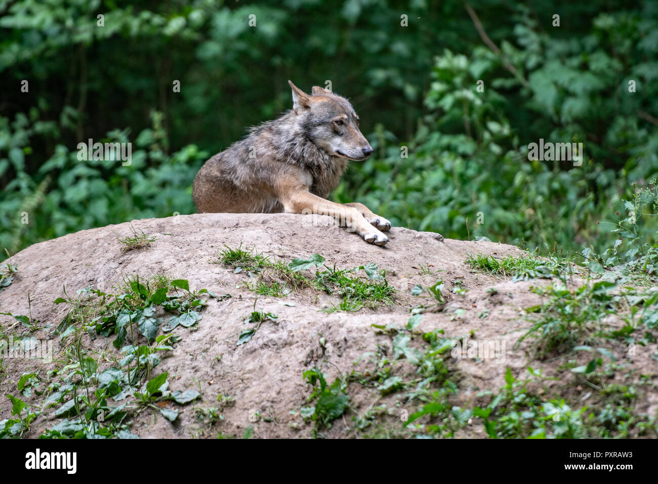 Ein wolf (canus Lupus) liegt auf einem Hügel von Schmutz in Bialowieza, Polen Stockfoto